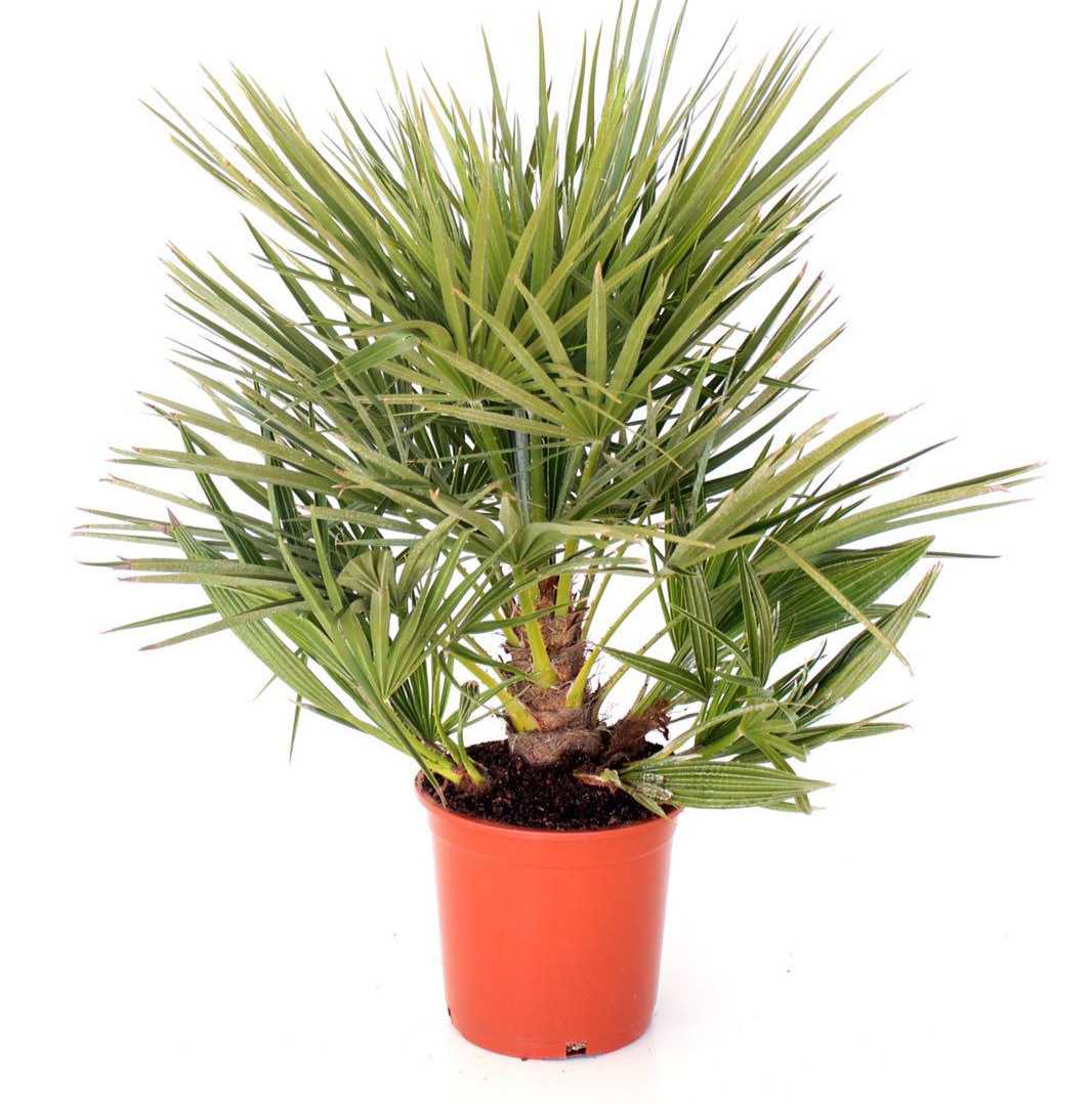 Palmen-Set 1x Hanfpalme 140cm, 1x Dattelpalme100cm, 1xChamaerops 90cm