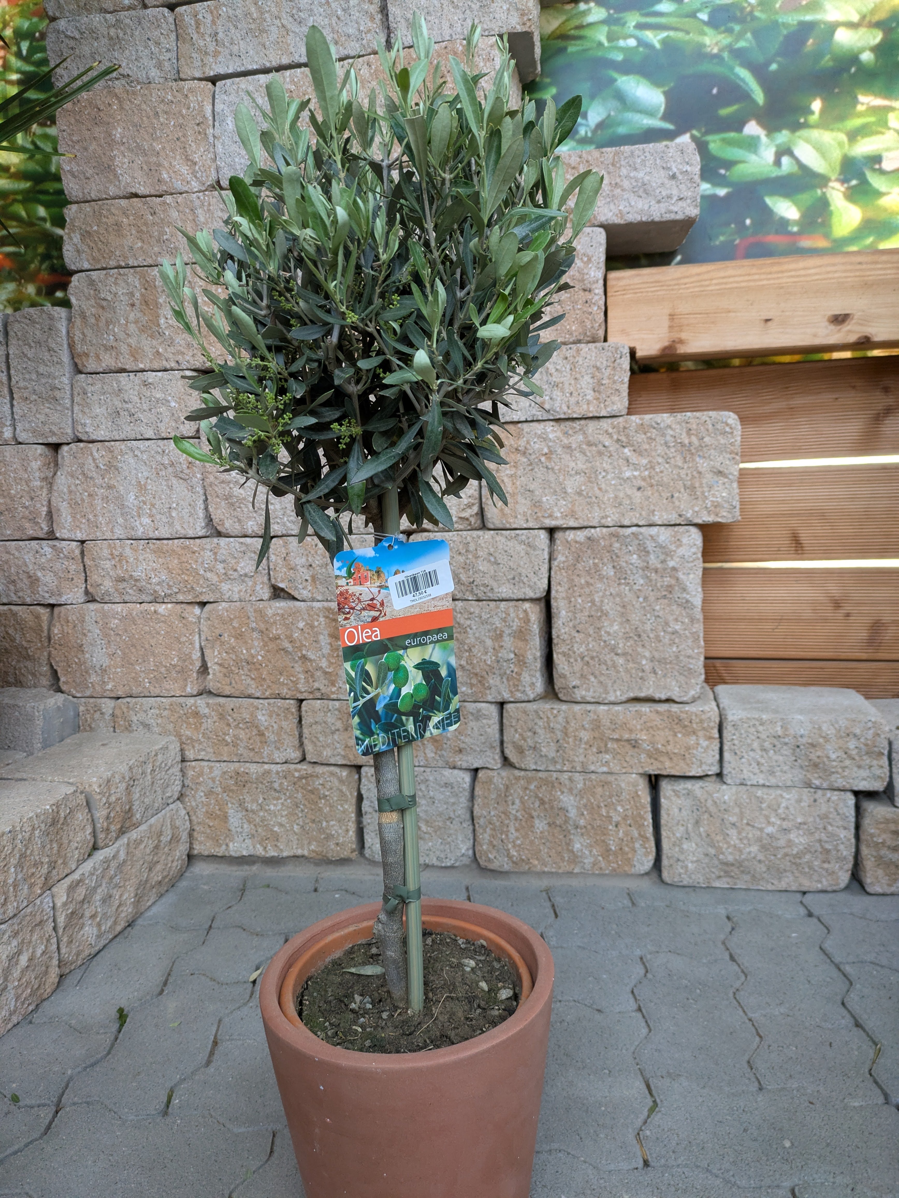 olivenbaum 80cm im Toskaagarten