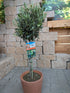 olivenbaum 80cm im Toskaagarten