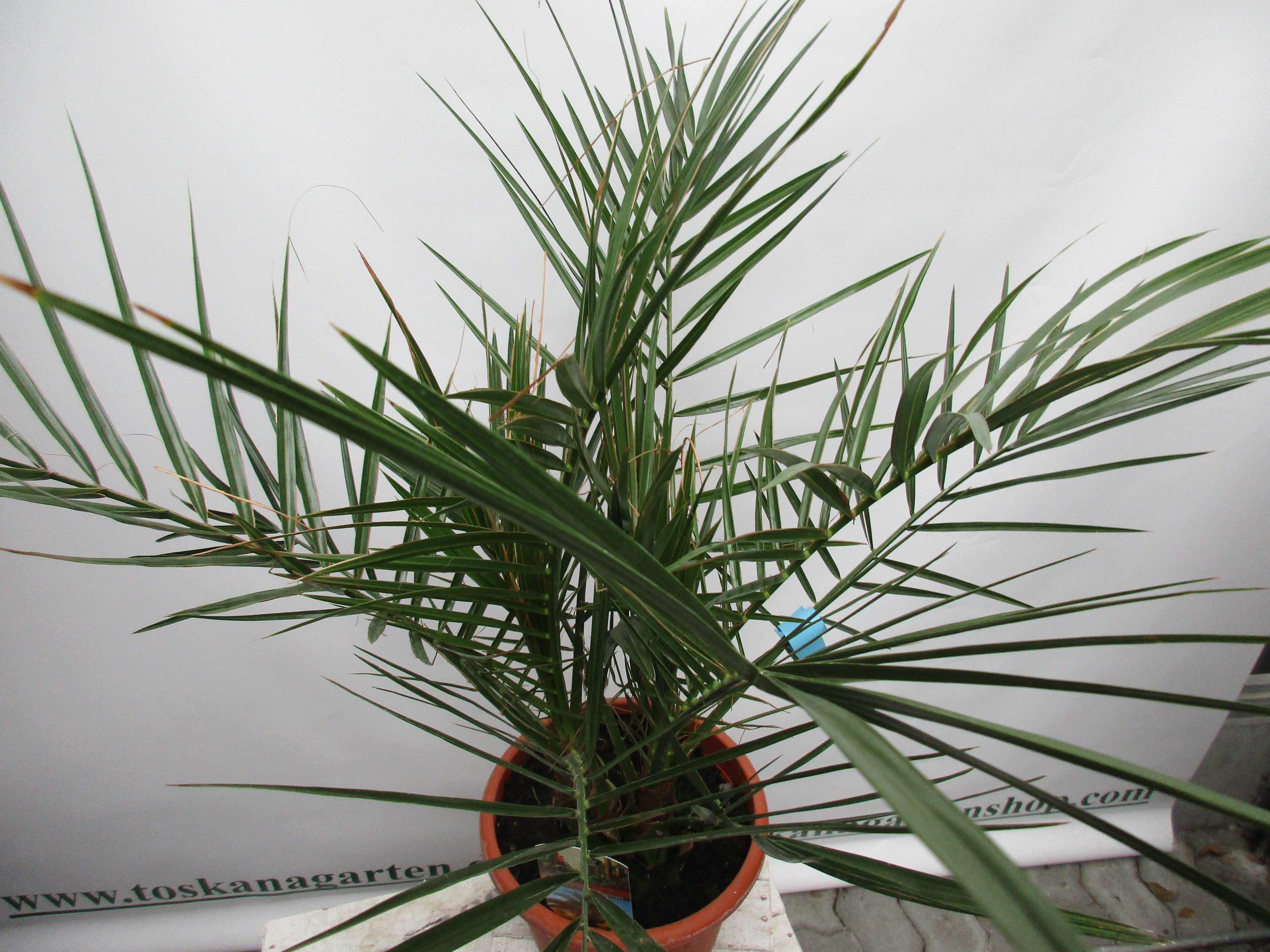 Phoenix canariensis, Dattelpalme,80cm phönix toskanagartenshop