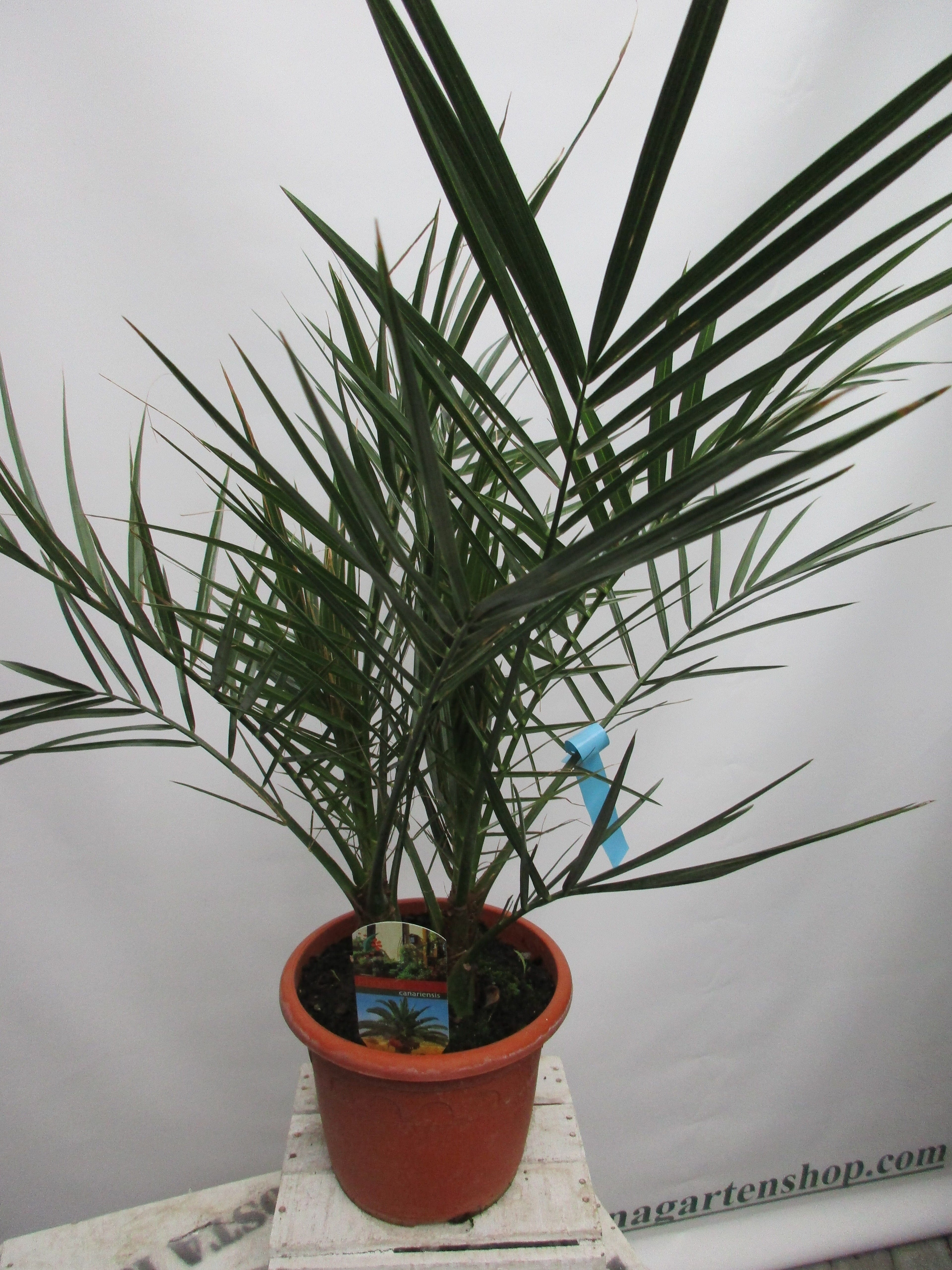 Phoenix canariensis, Dattelpalme,80cm phönix toskanagartenshop