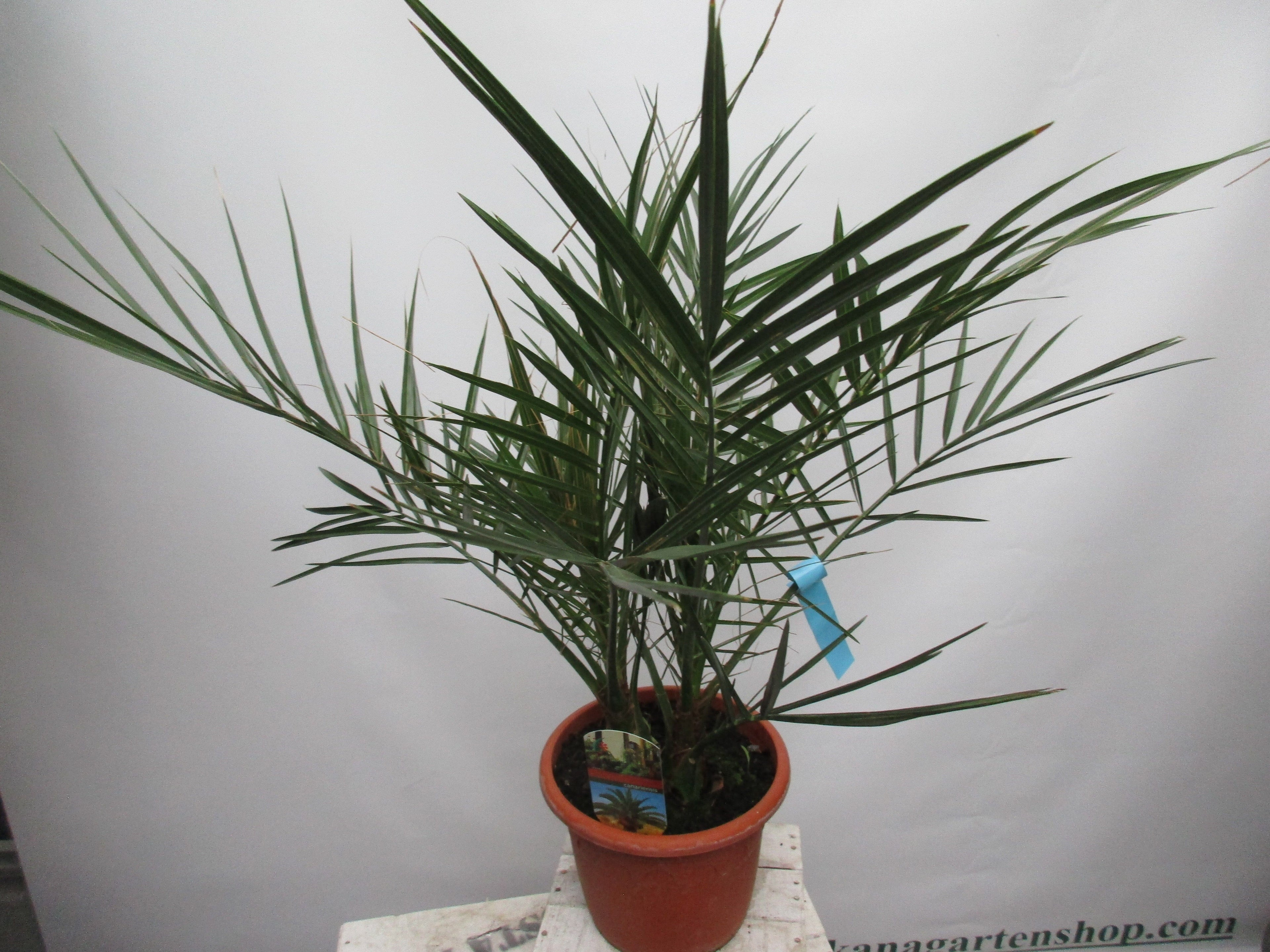 Phoenix canariensis, Dattelpalme,80cm phönix toskanagartenshop