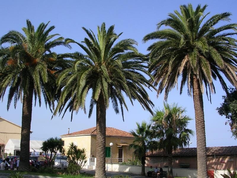 Phoenix canariensis, Dattelpalme,80cm phönix toskanagartenshop