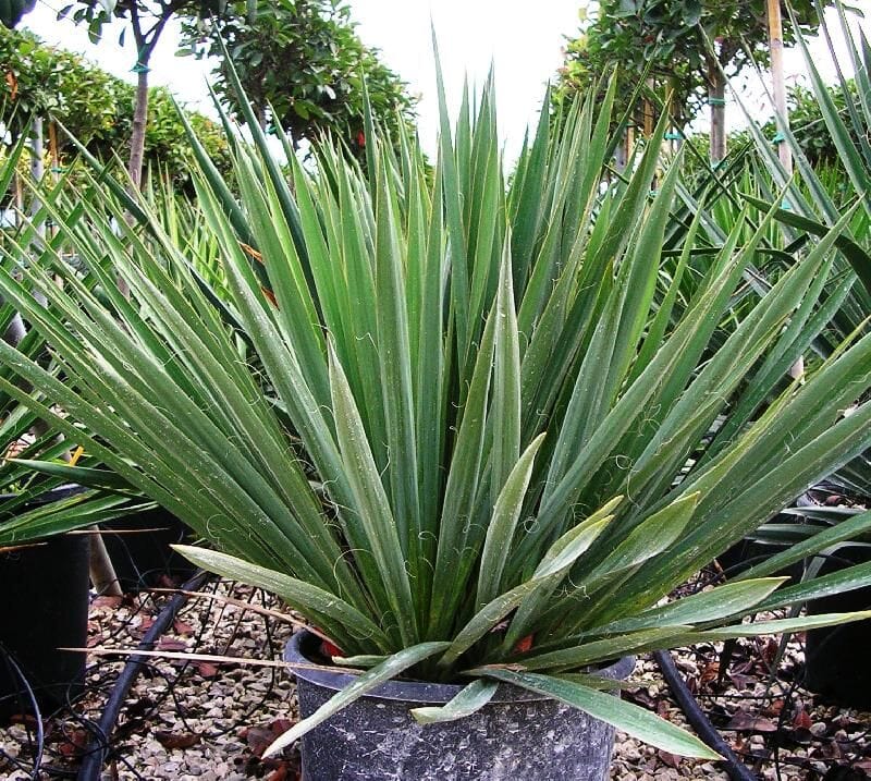 Yucca gloriosa Palmlilie Yucca toskanagartenshop