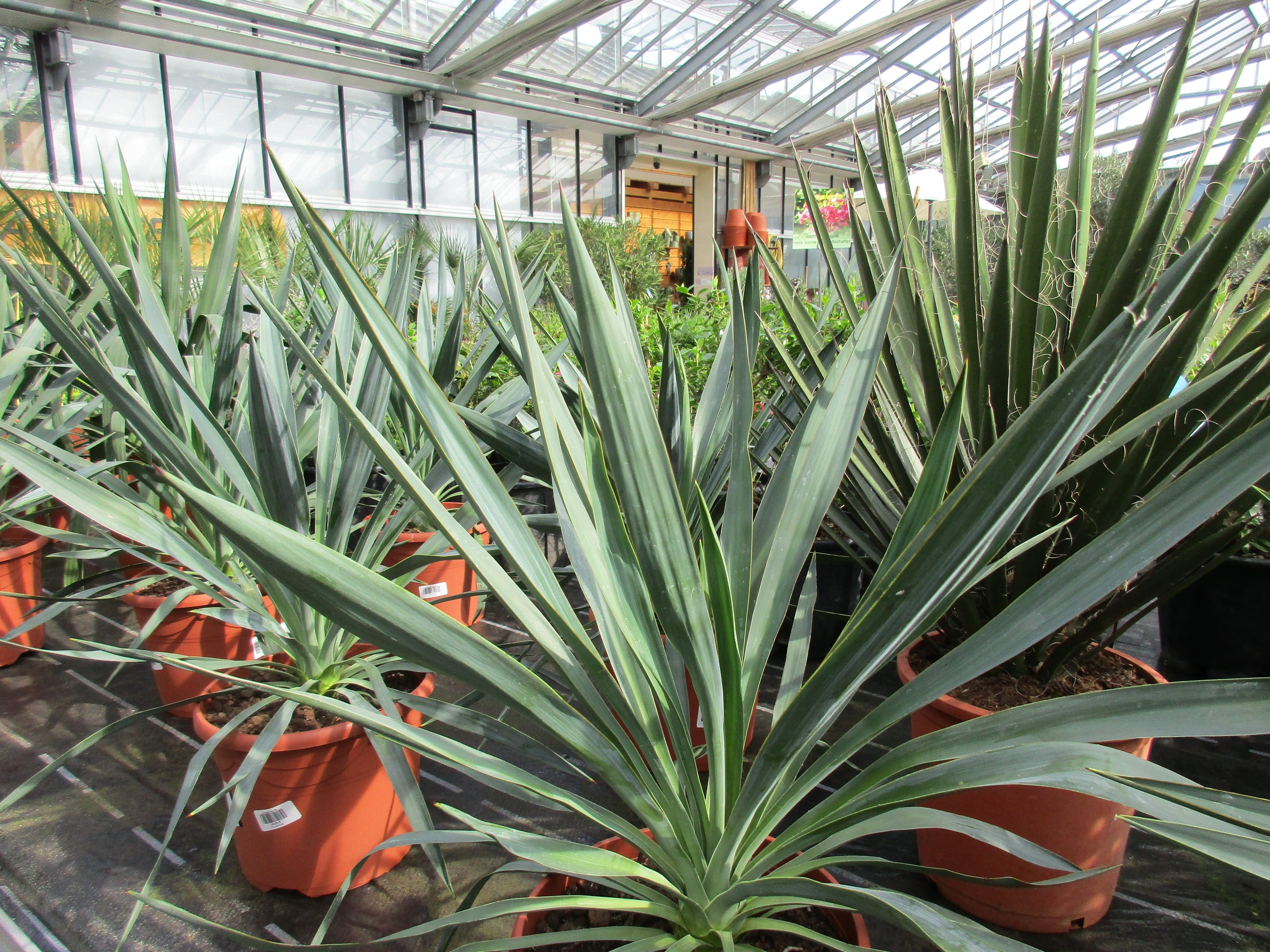 Yucca gloriosa Palmlilie Yucca toskanagartenshop