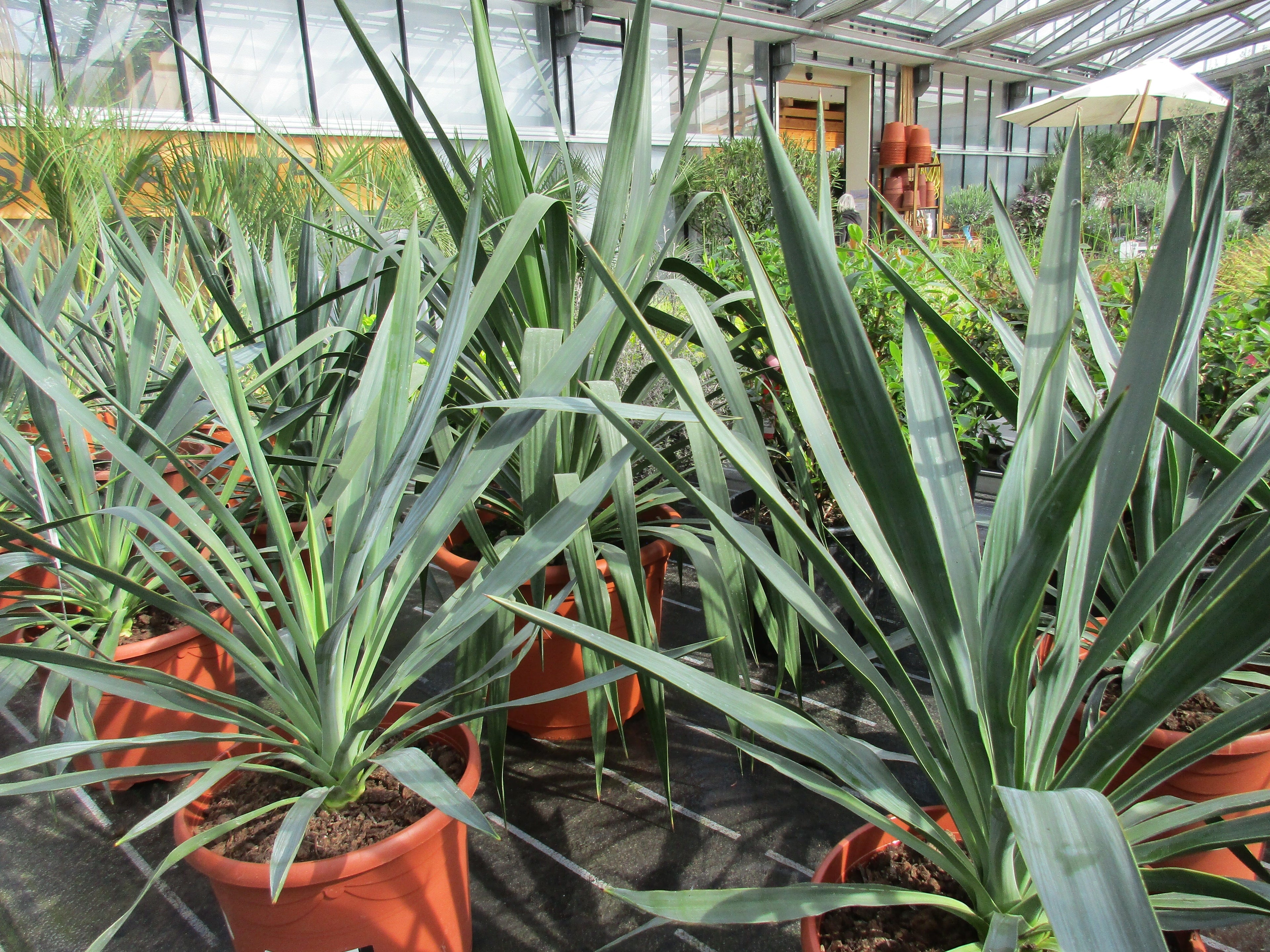 Yucca gloriosa Palmlilie Yucca toskanagartenshop