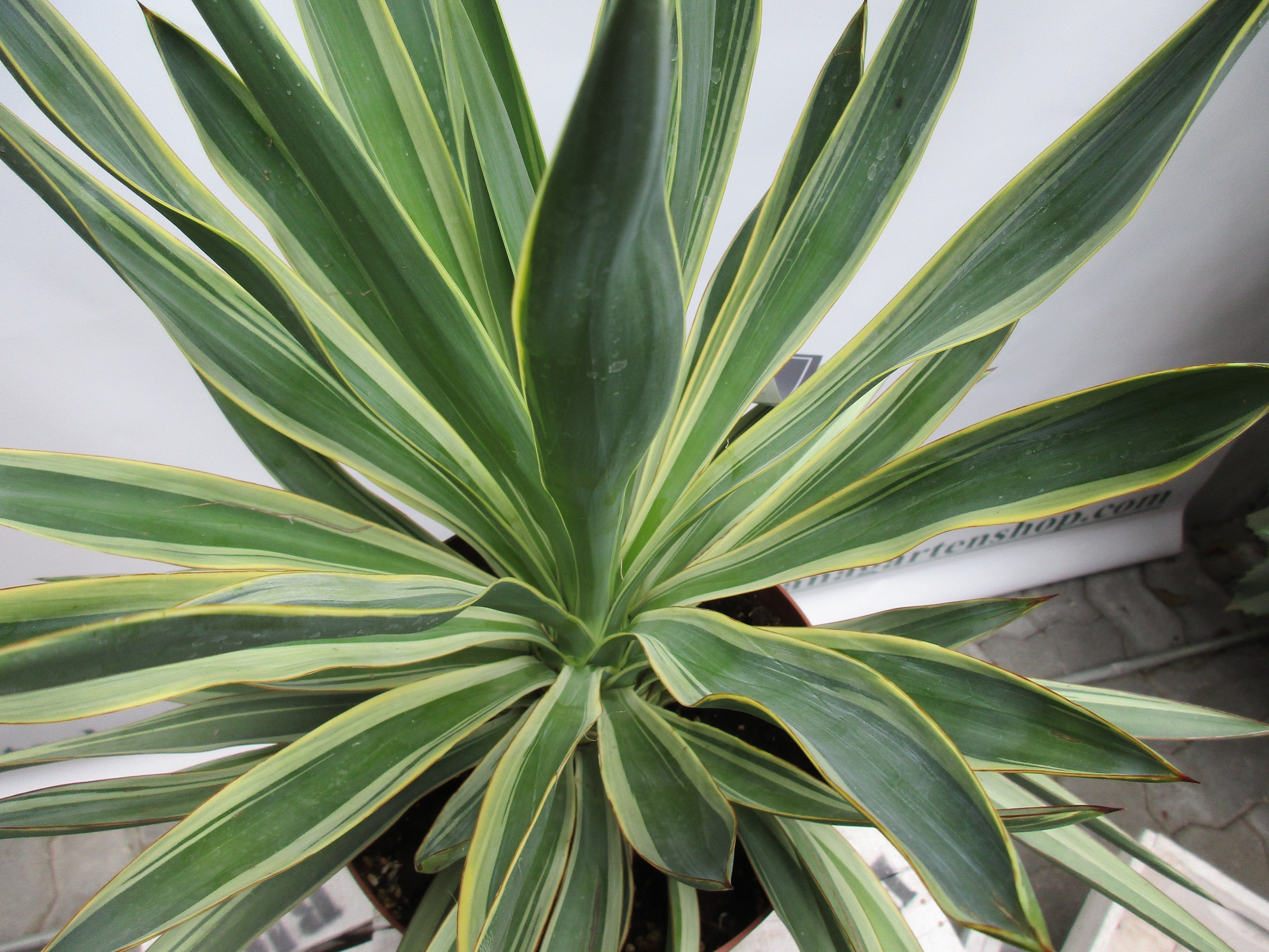 Yucca gloriosa, variegata Palmlilie 55cm Yucca toskanagartenshop