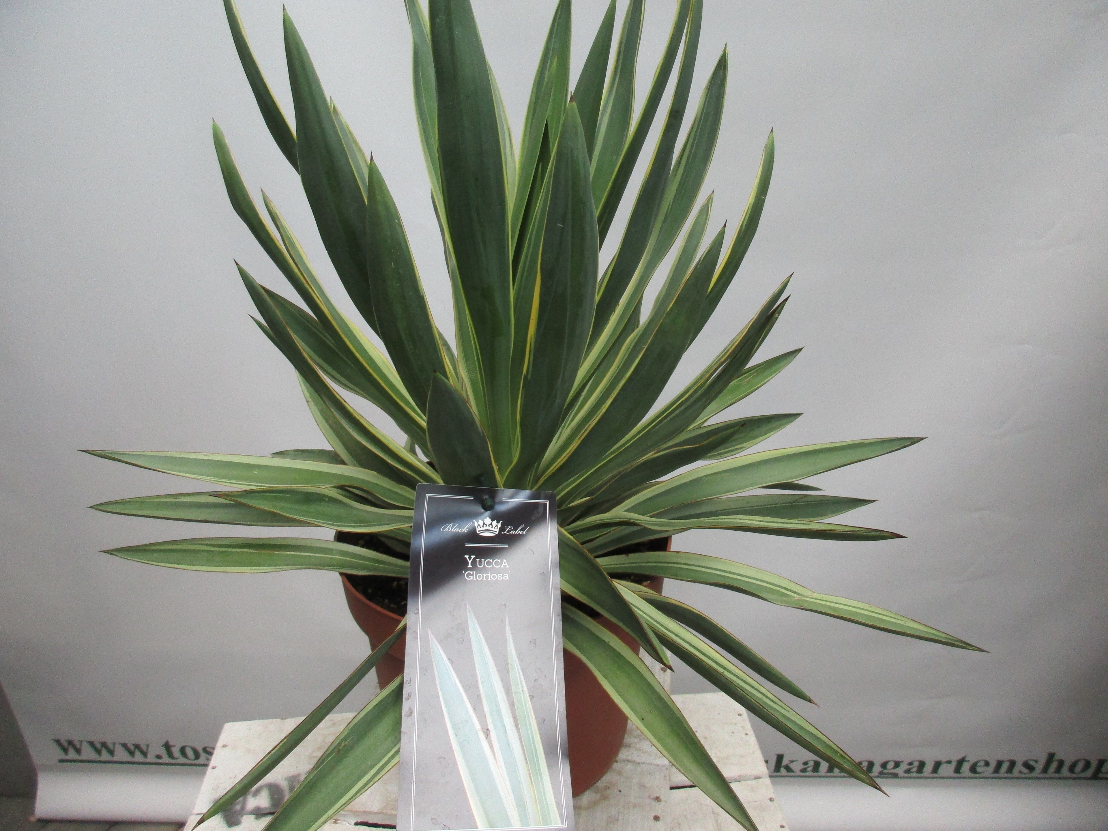 Yucca gloriosa, variegata Palmlilie 55cm Yucca toskanagartenshop