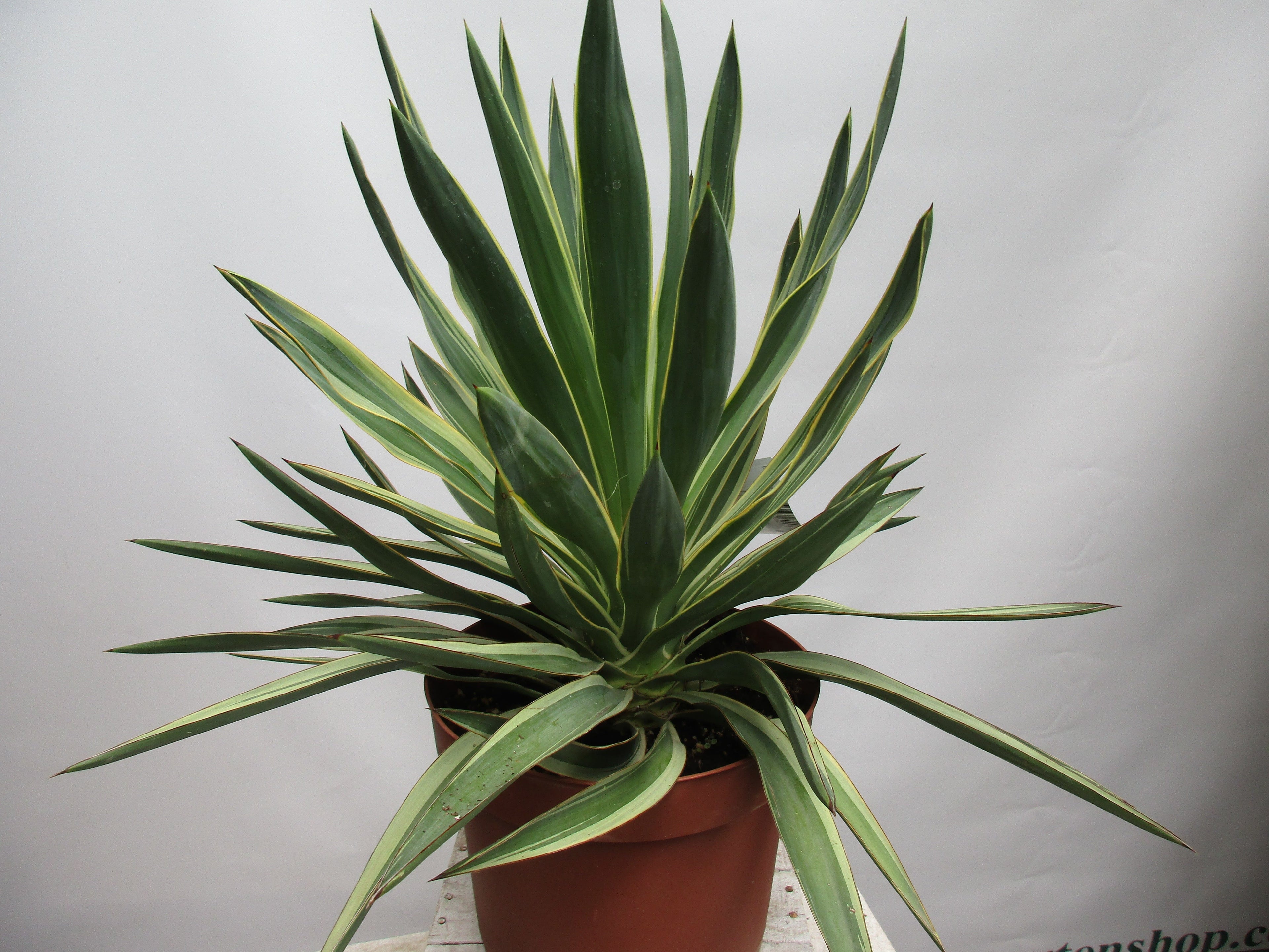 Yucca gloriosa, variegata Palmlilie 55cm Yucca toskanagartenshop
