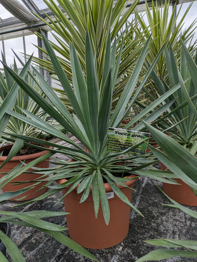 Yucca gloriosa 90cm im Toskanagarten