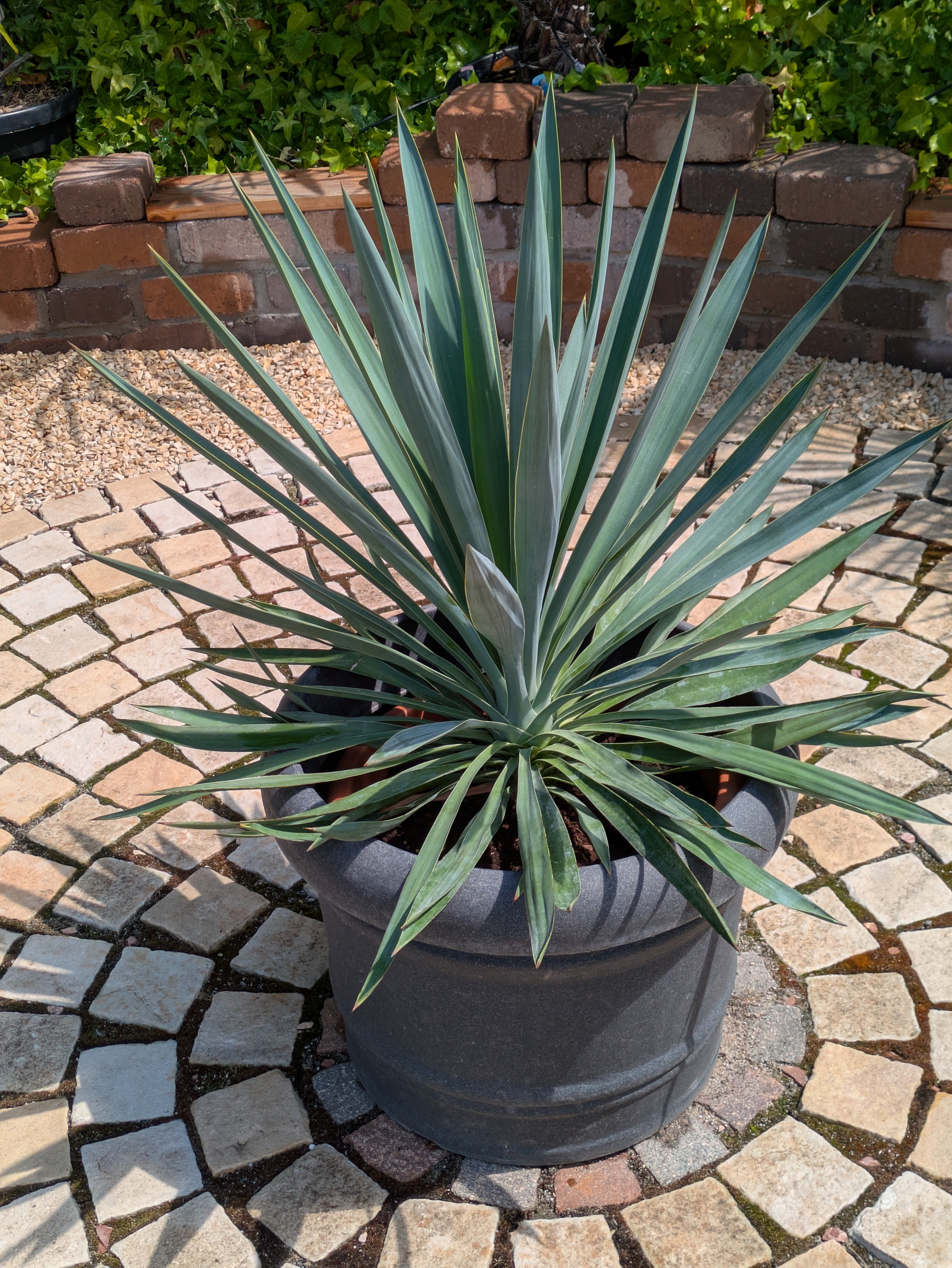 yucca gloriosa 90cm im Übertopf
