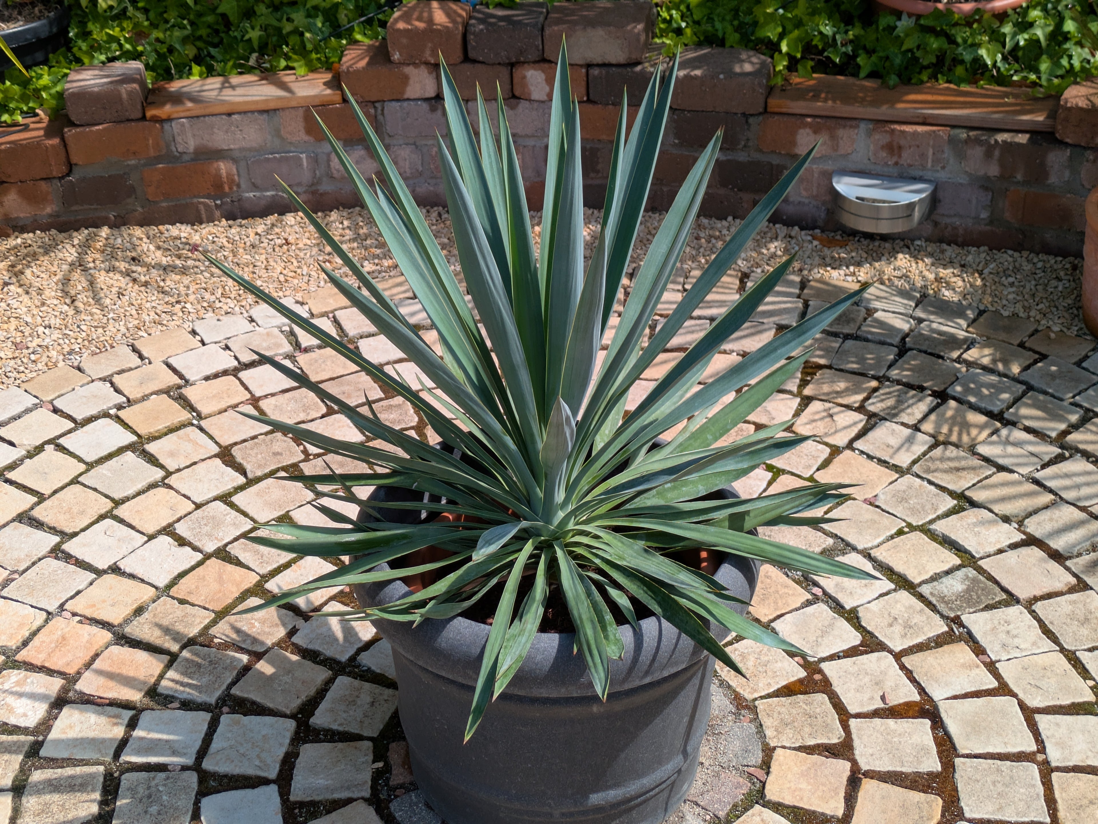 yucca gloriosa 90cm im Schaugarten Toskanagarten