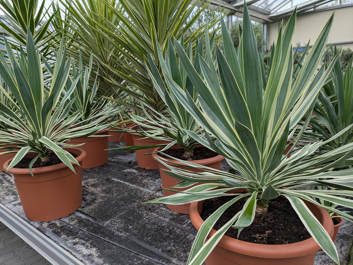 yucca variegata 90cm in der Gärtnerei Scherer