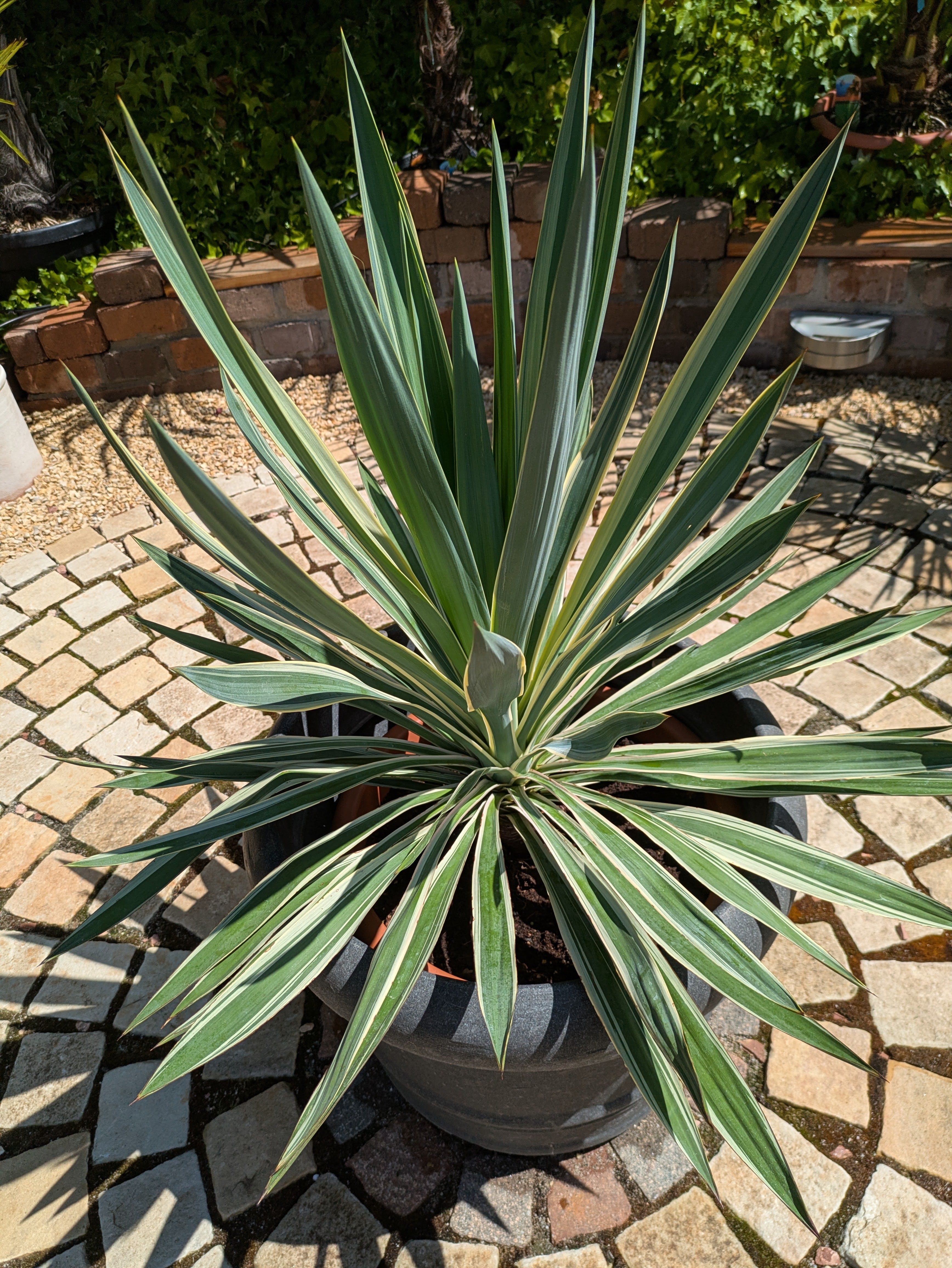 yucca variegata 90cm im Dekotopf