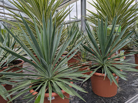 Yucca gloriosa 90cm