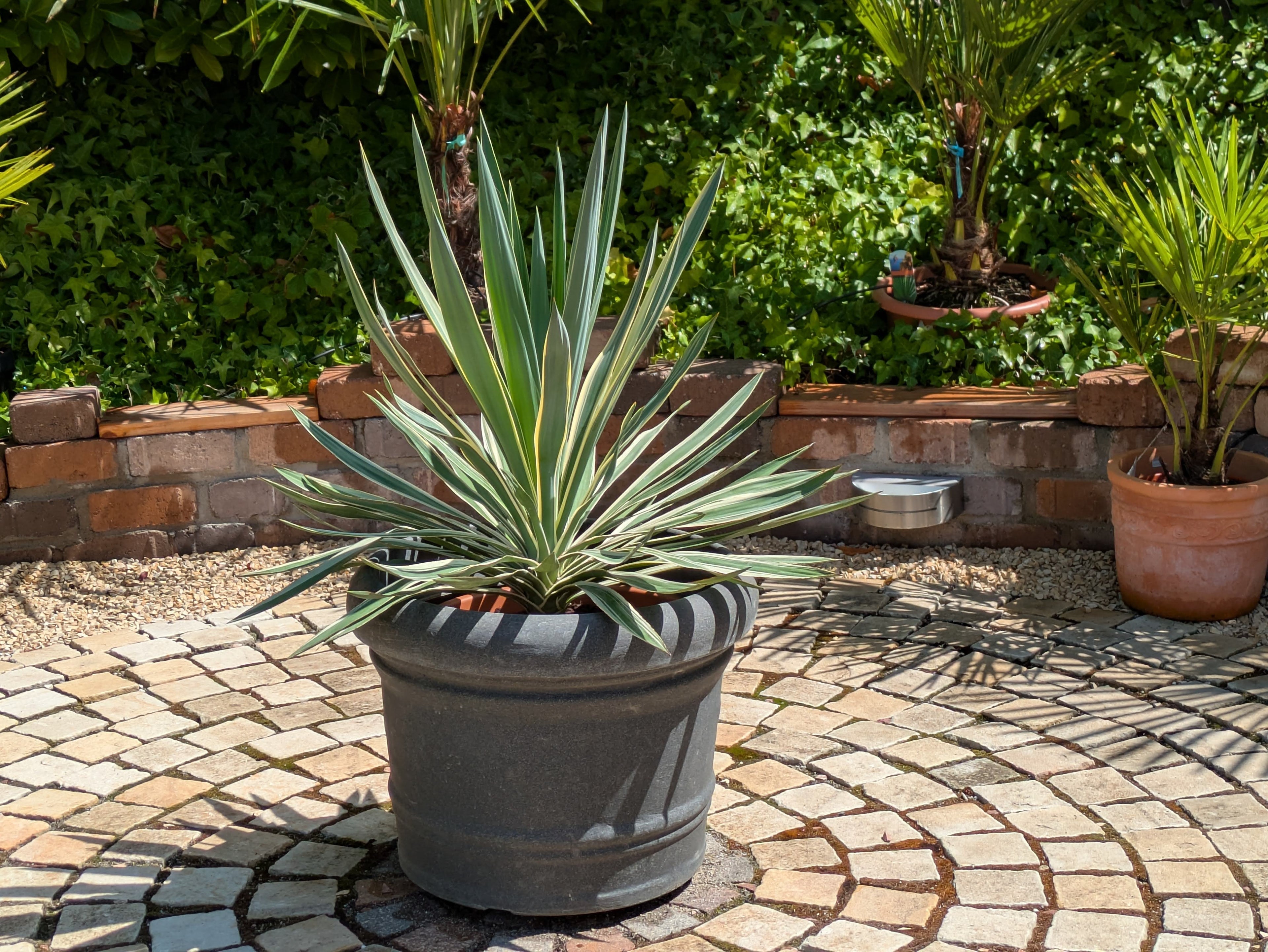 yucca variegata 90cm