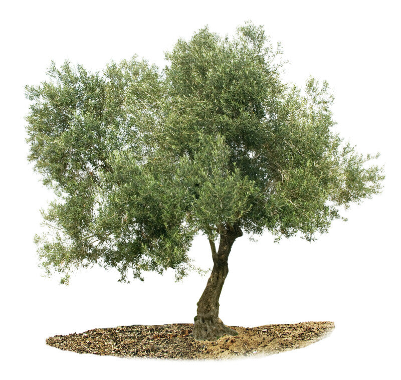 Olivenbaum Toskanagarten Lingenfeld ,Kategoriebild