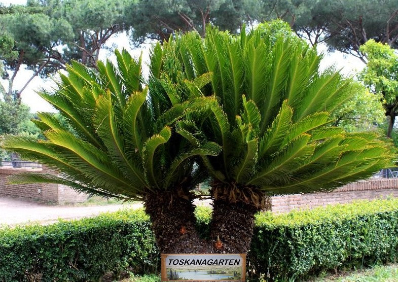 extra große mediterrane Pflanzen