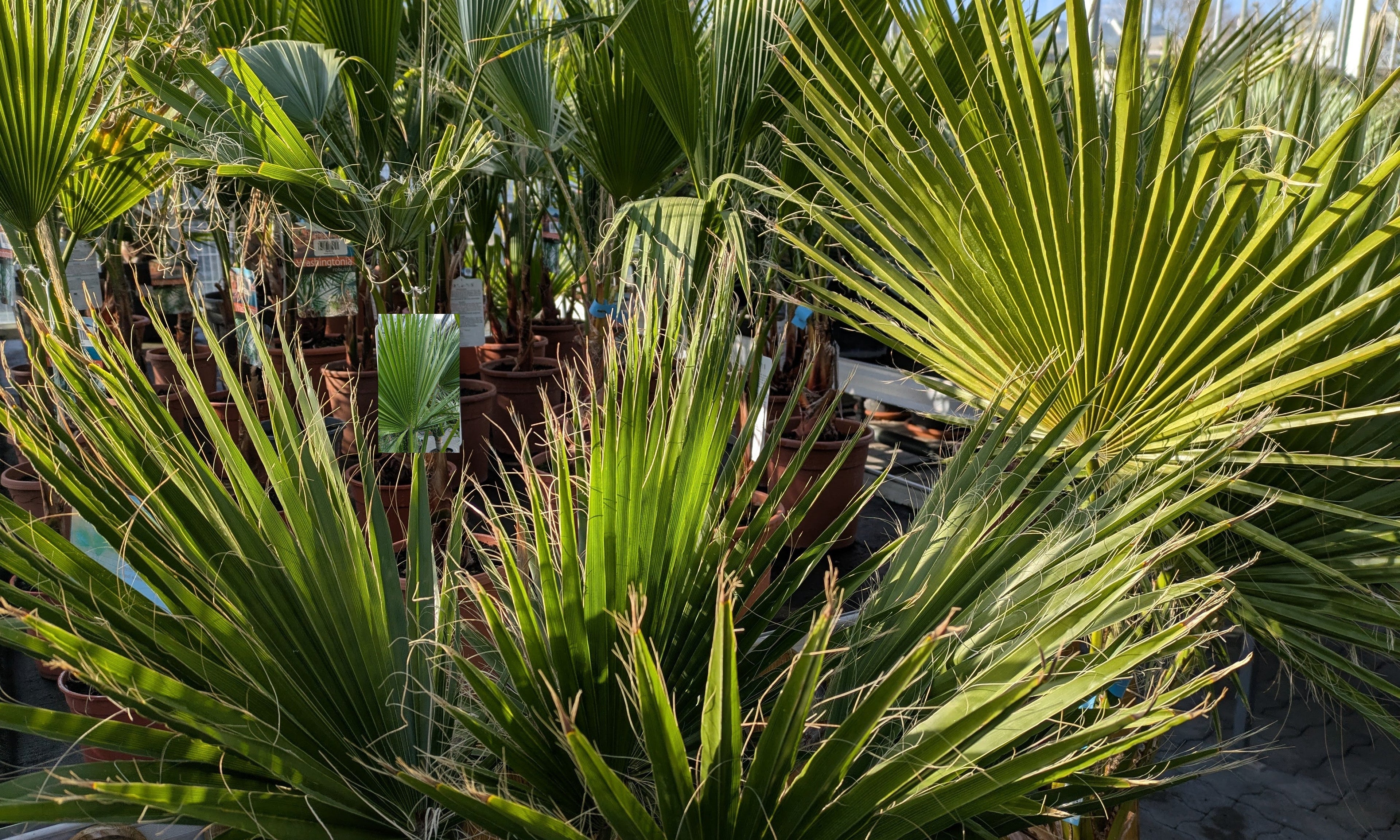 Washingtonia