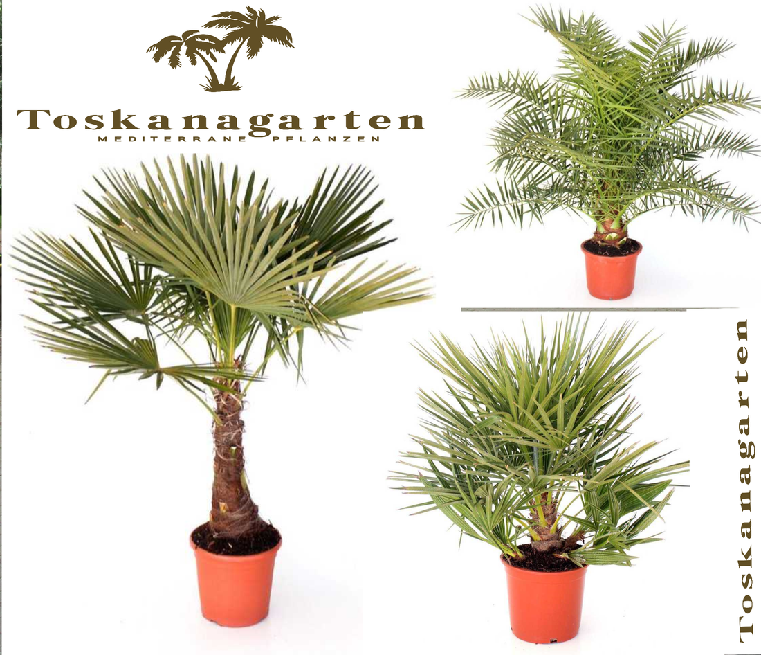 Palmenset Sonderpreis