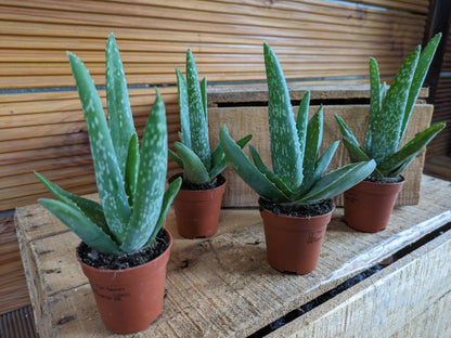 Aloe Vera, klein 4 Stück