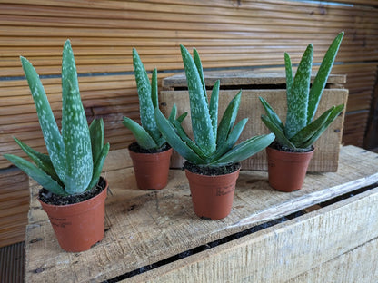 Aloe Vera, klein 4 Stück