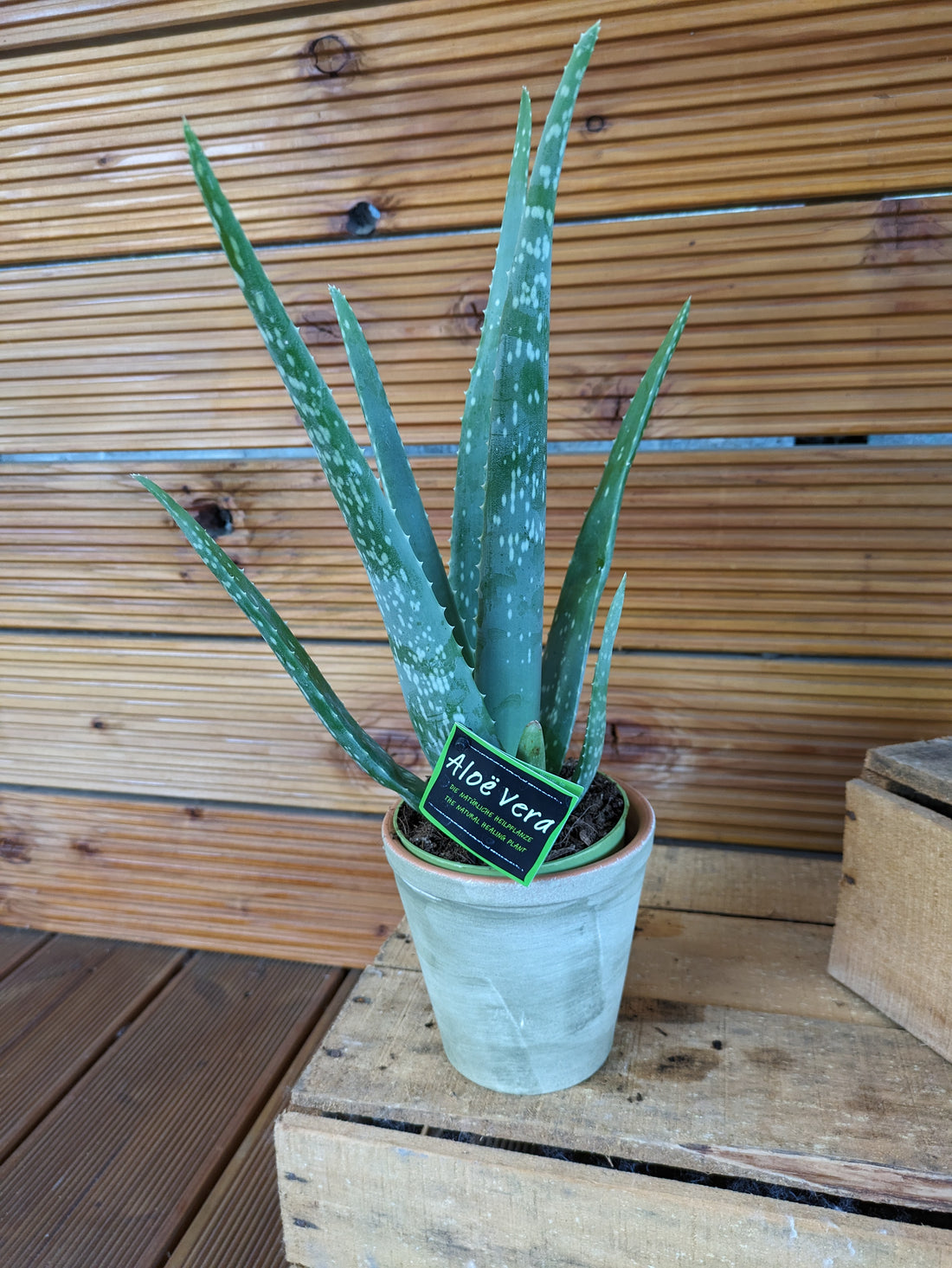 Aloe vera 10,5 cm im Dekotopf