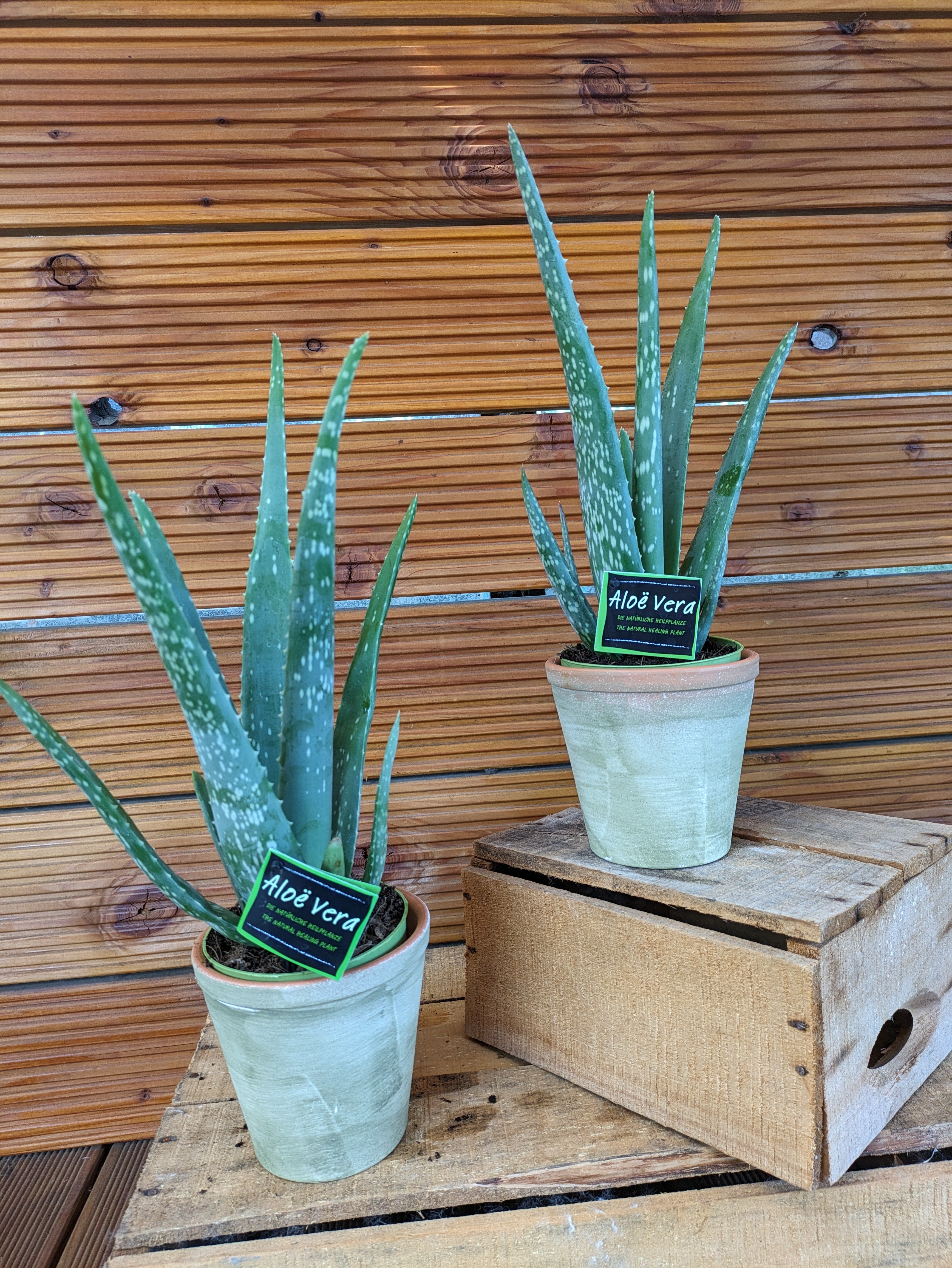 Aloe vera 10,5cm 2 Stück