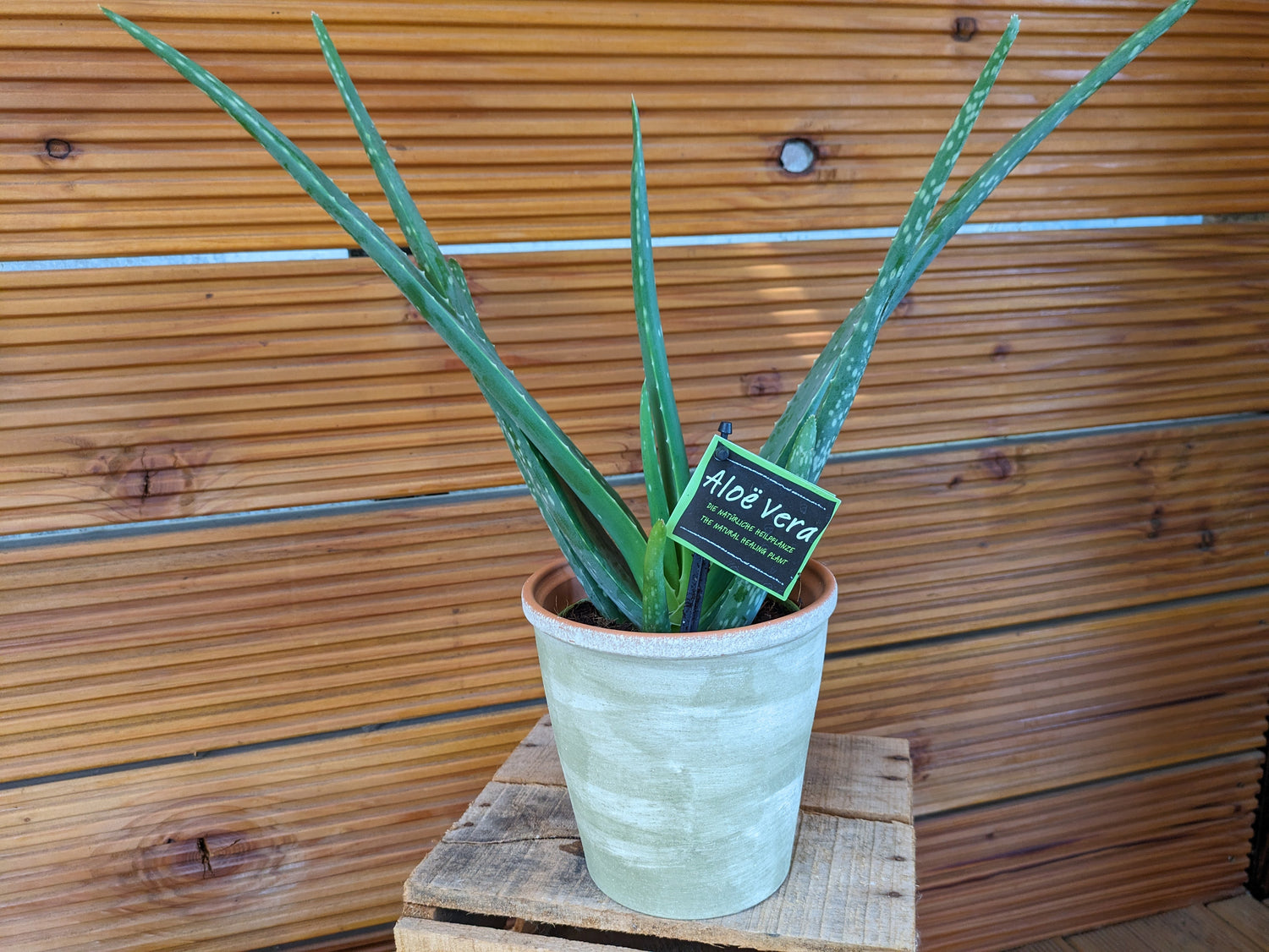 Aloe Vera 12cm Topf