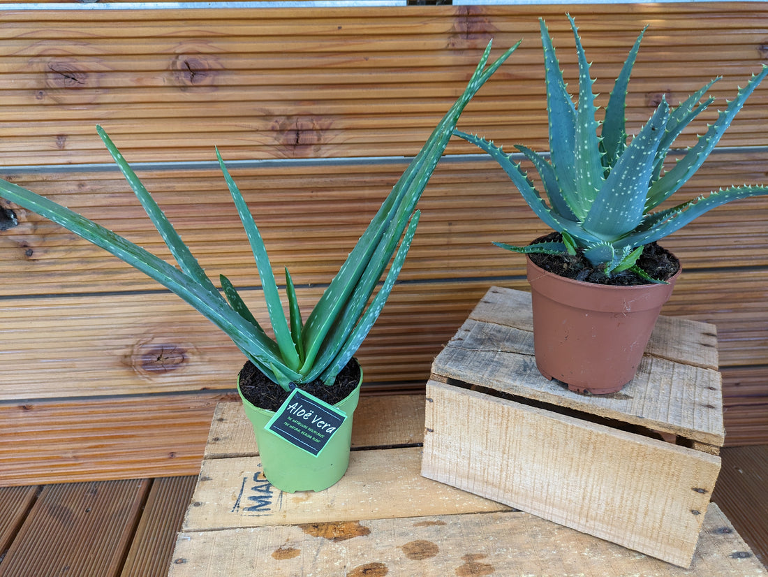 Aloe doppelpack
