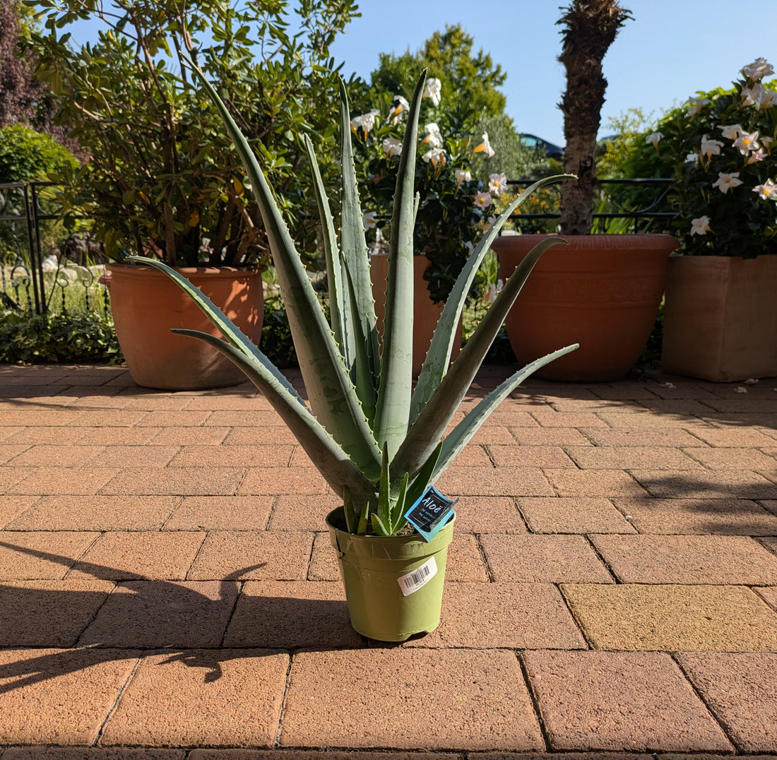 Aloe extra groß im Toskanagarten