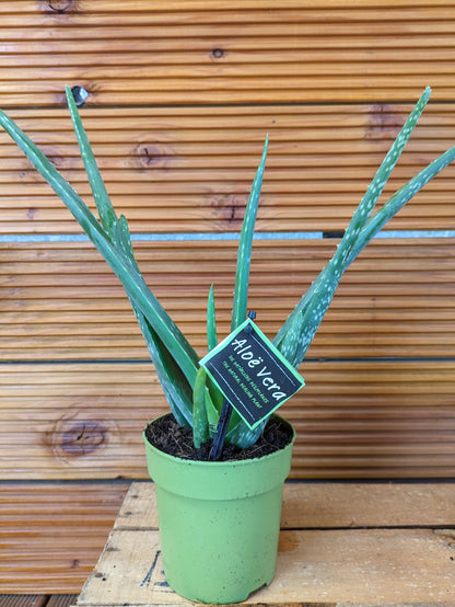 Aloe Vera, 2er Set medium