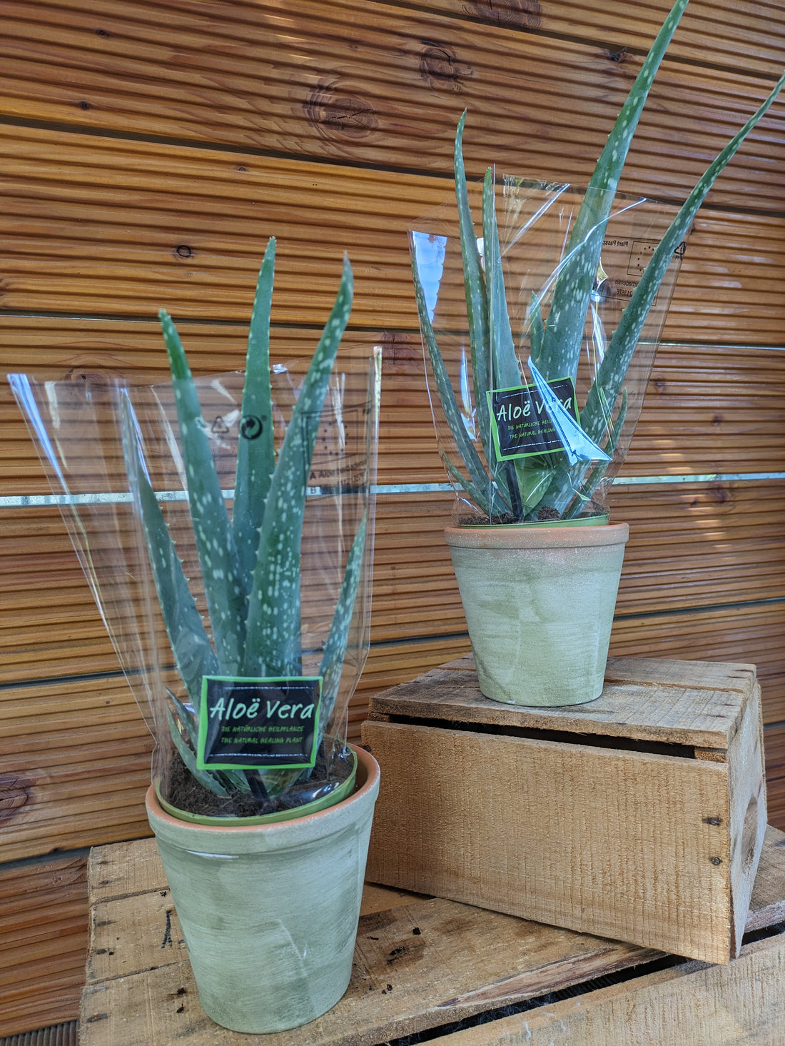 10,5cm Topf Aloe vera 2 er Set