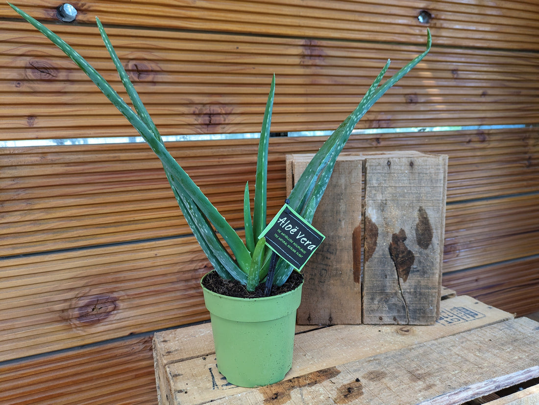Aloe vera im grünen 12cm Topf