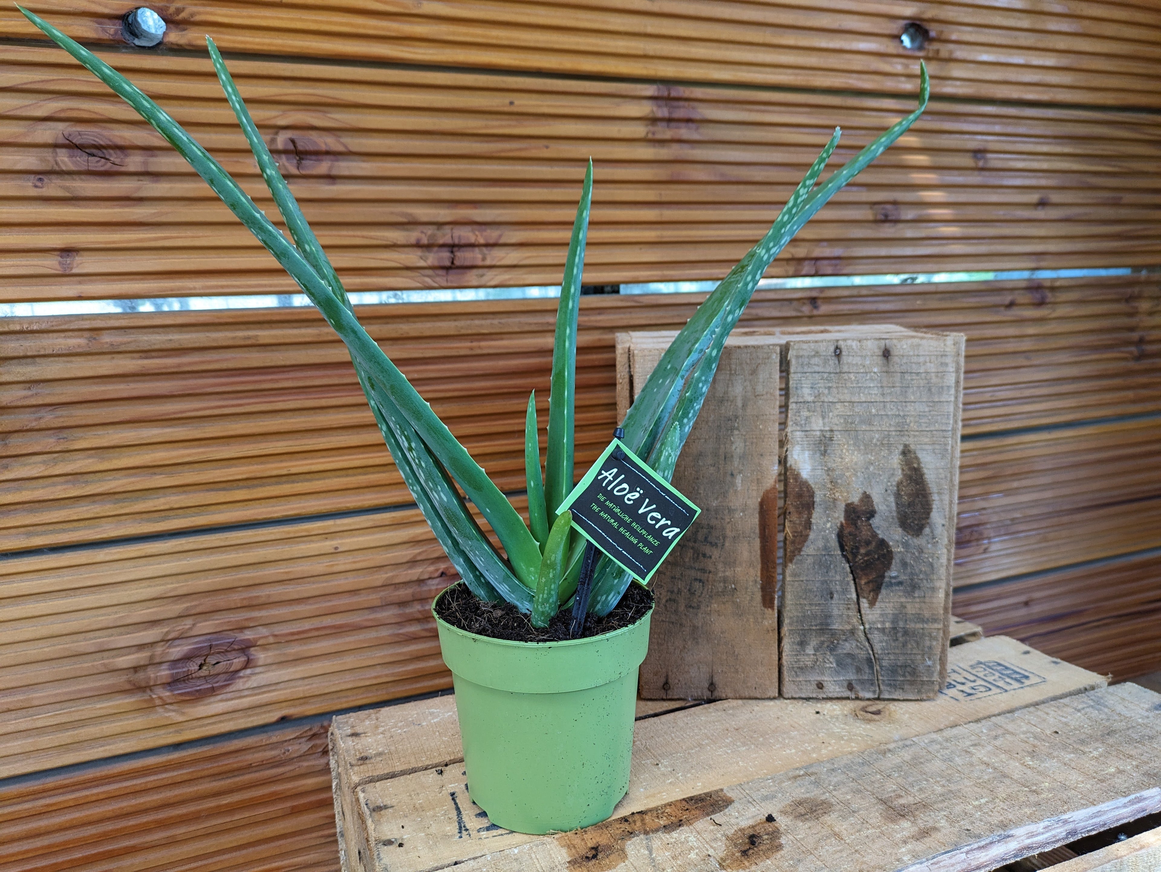 Aloe vera 12cm Topf Heilpflanze