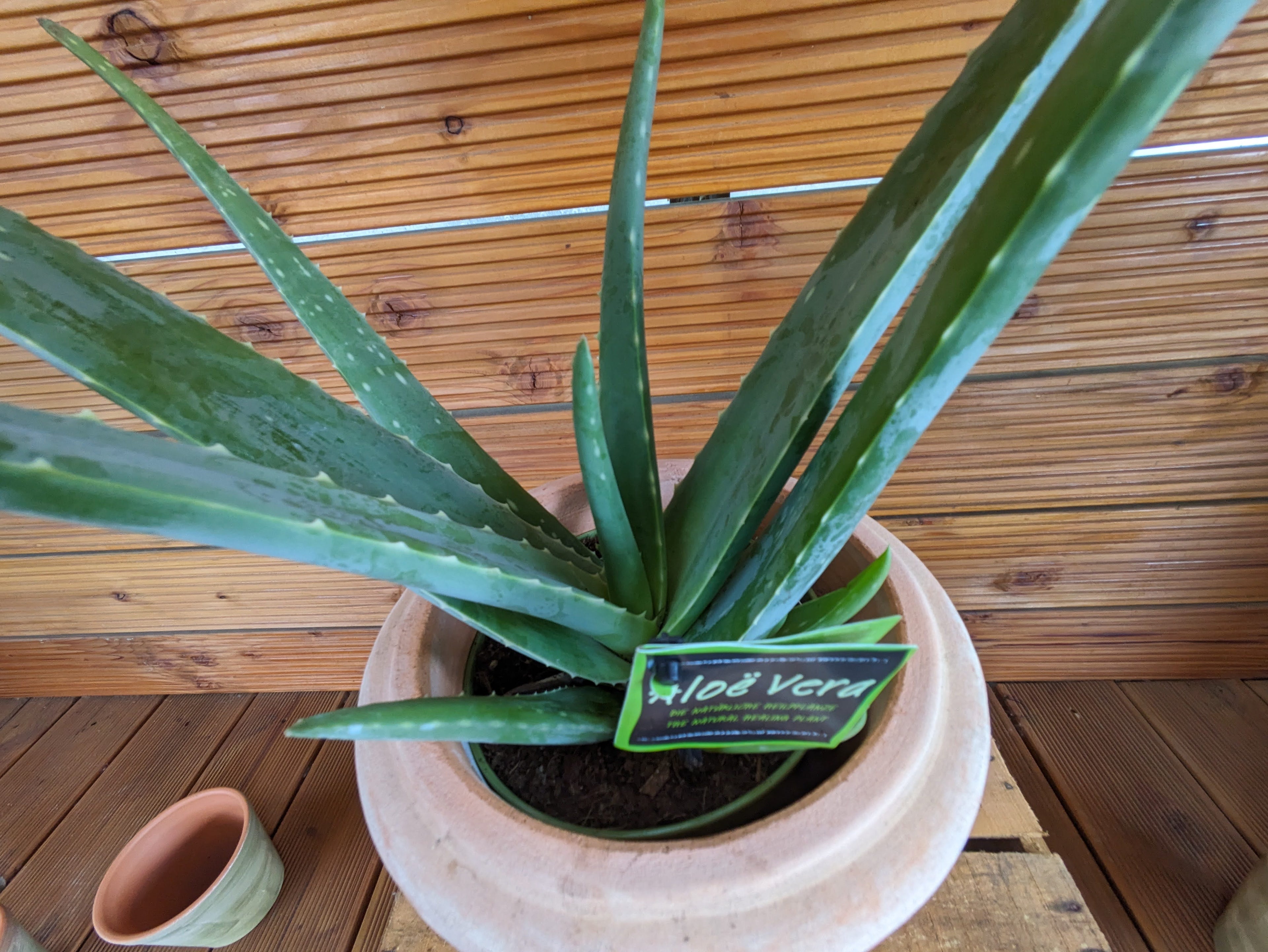 Aloe Vera, extra groß