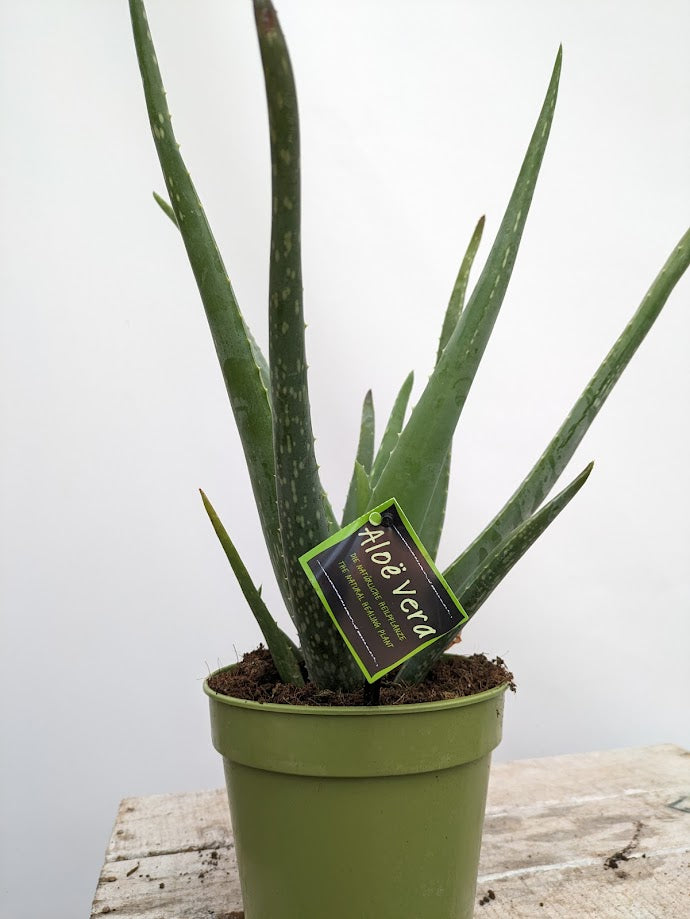 Aloe Vera, extra groß