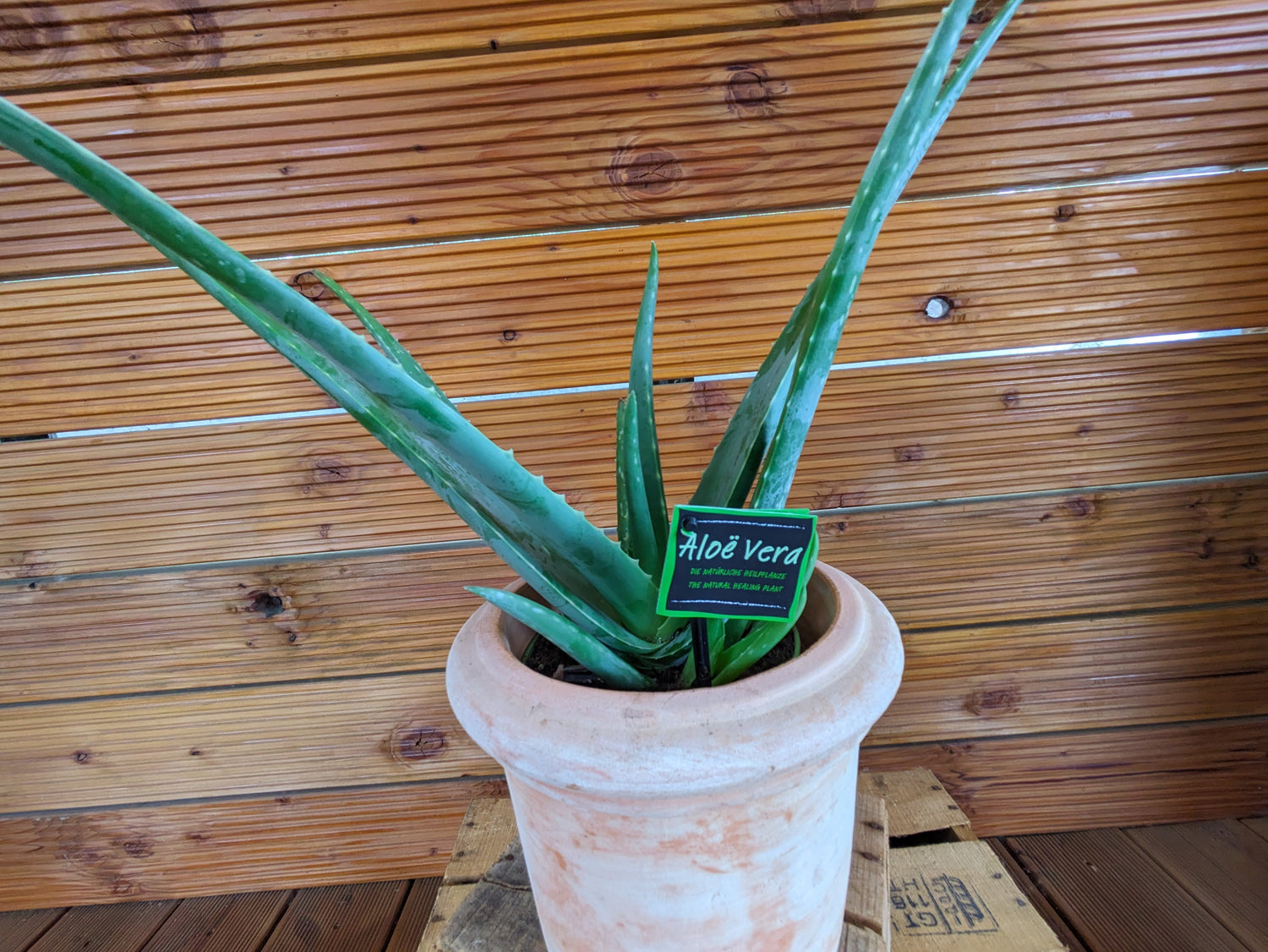 Aloe vera im 15 cm Dekotopf