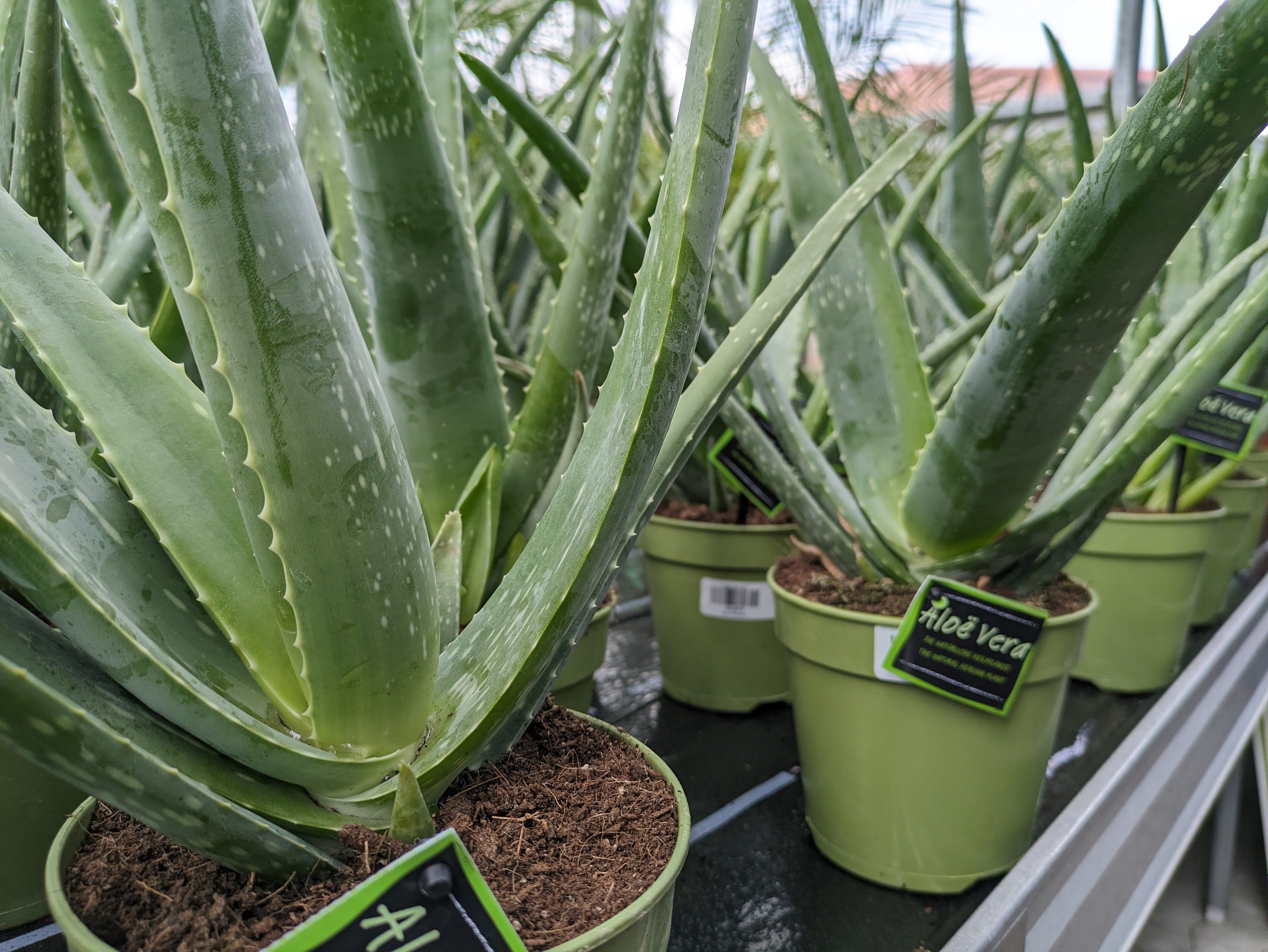 Laden Sie das Video: Aloe in der Gärtnerei Scherer Toskanagarten