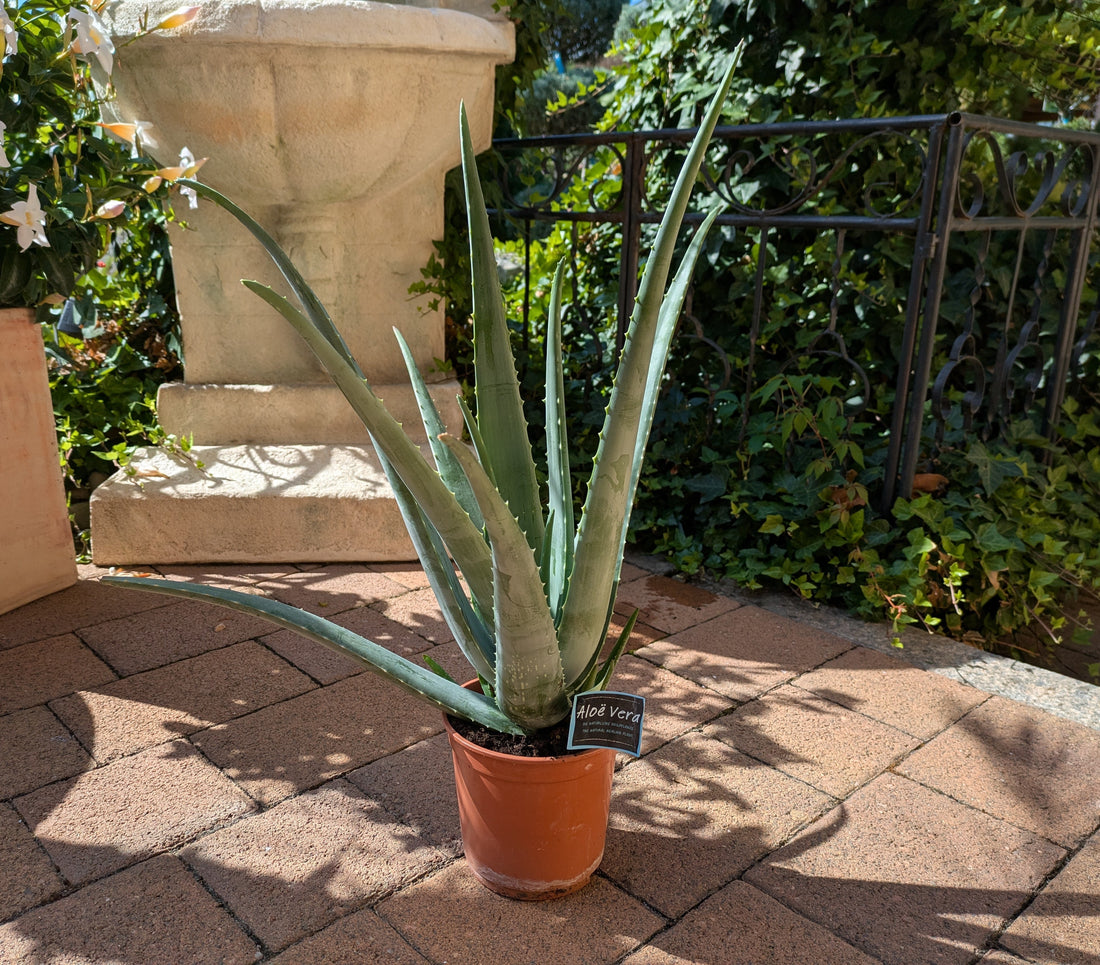 Aloe extra groß im Toskanagarten Lingenfeld