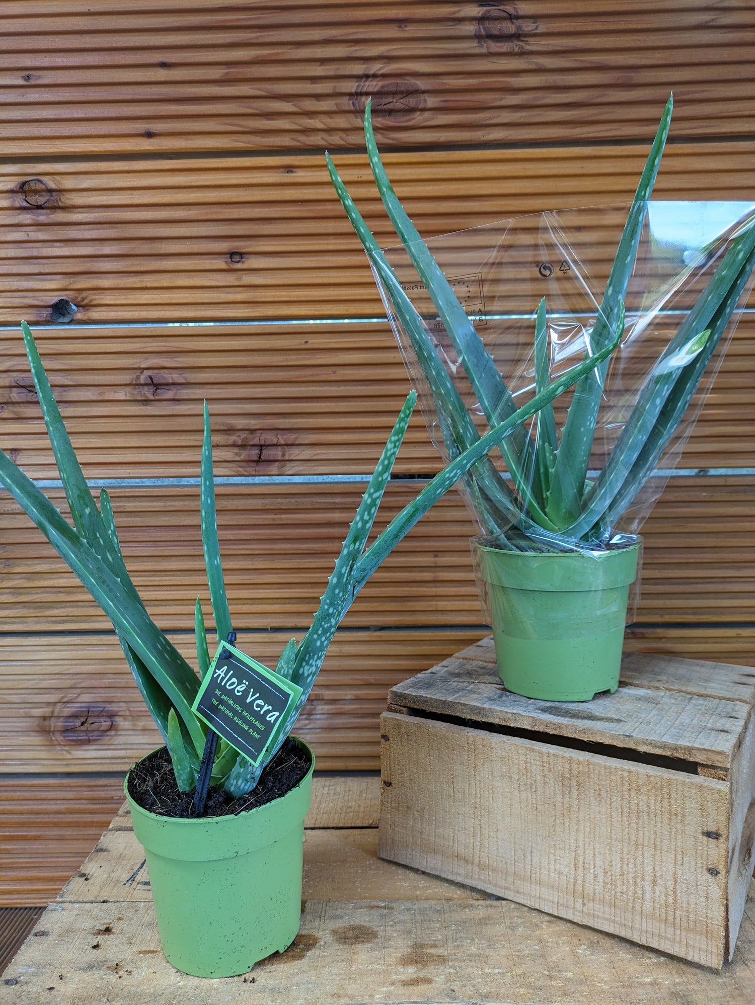 Aloe vera 2 Stück Sonderpreis