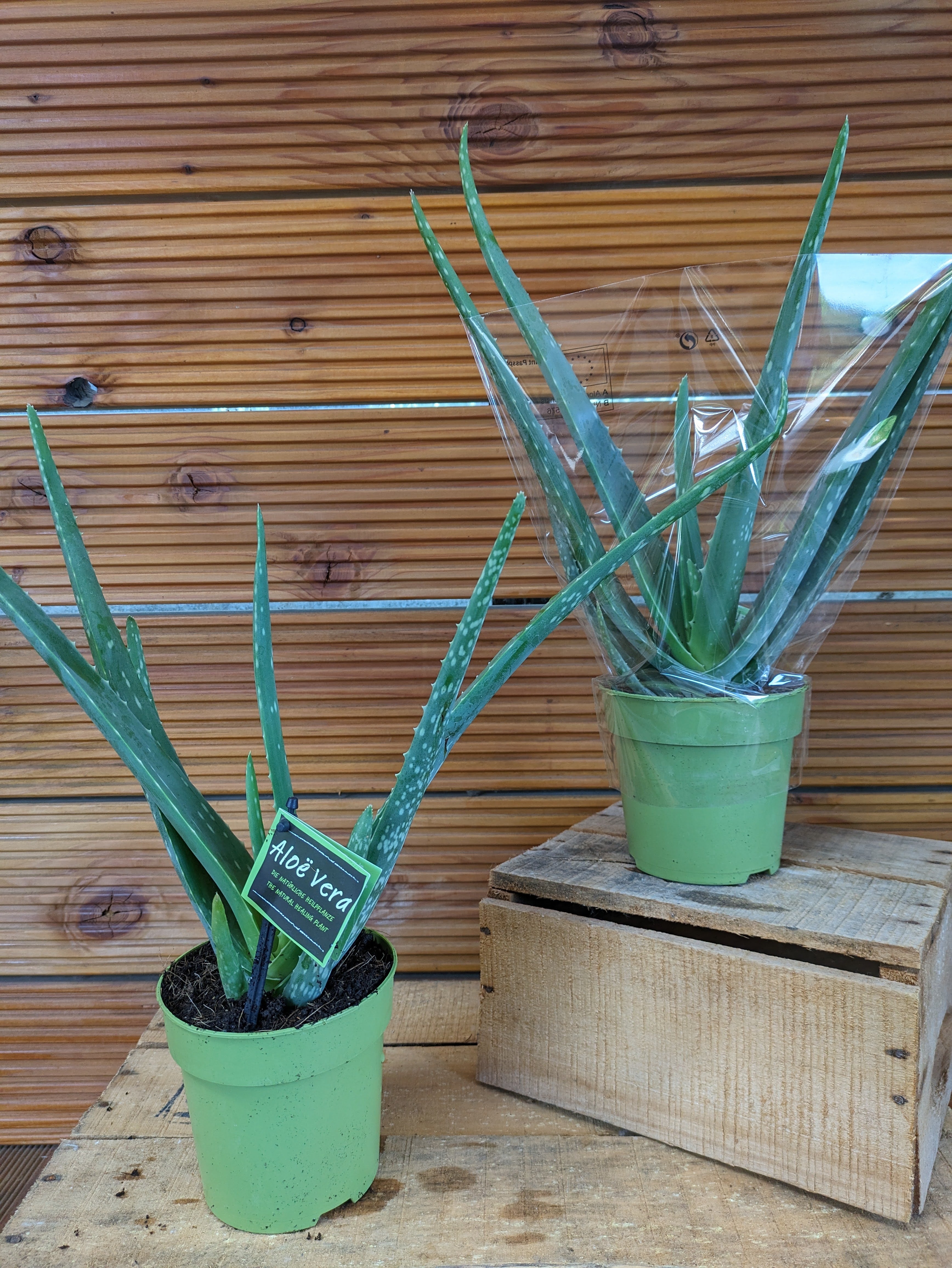 Aloe vera 2 Stück Sonderpreis