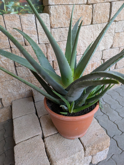 aloe vera plant jumbo Aloe Vera, Jumbo mit Aloe Gel – toskanagartenshop