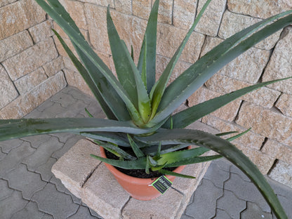 Aloe vera Jumbo Riesenaloe