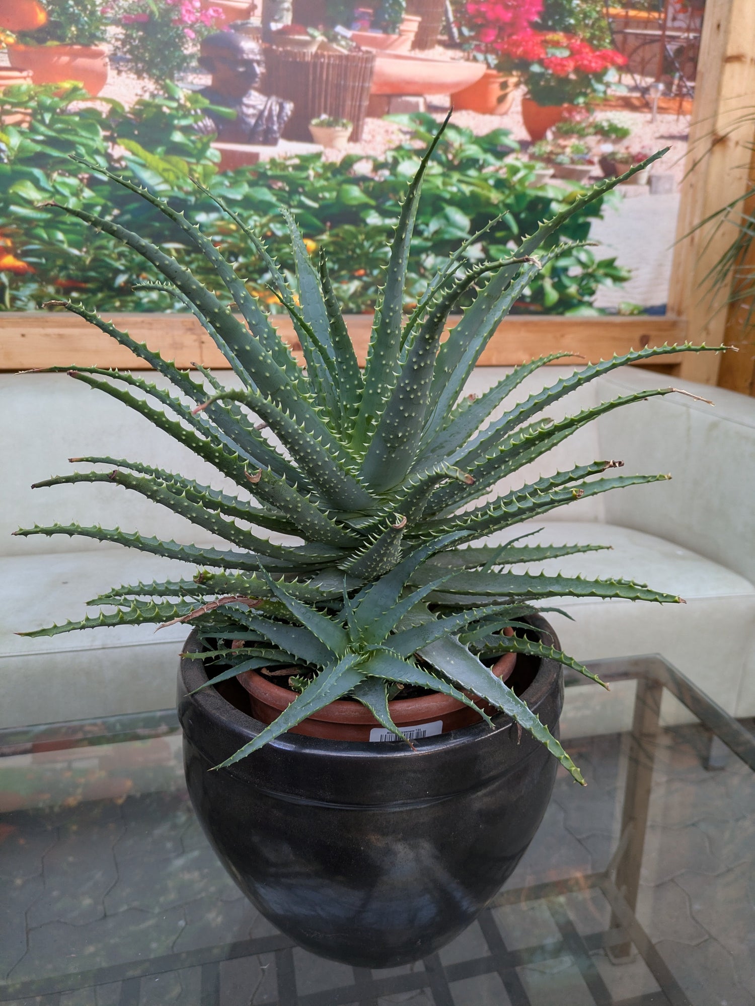 Aloe xxl im schwartzen Übertopf