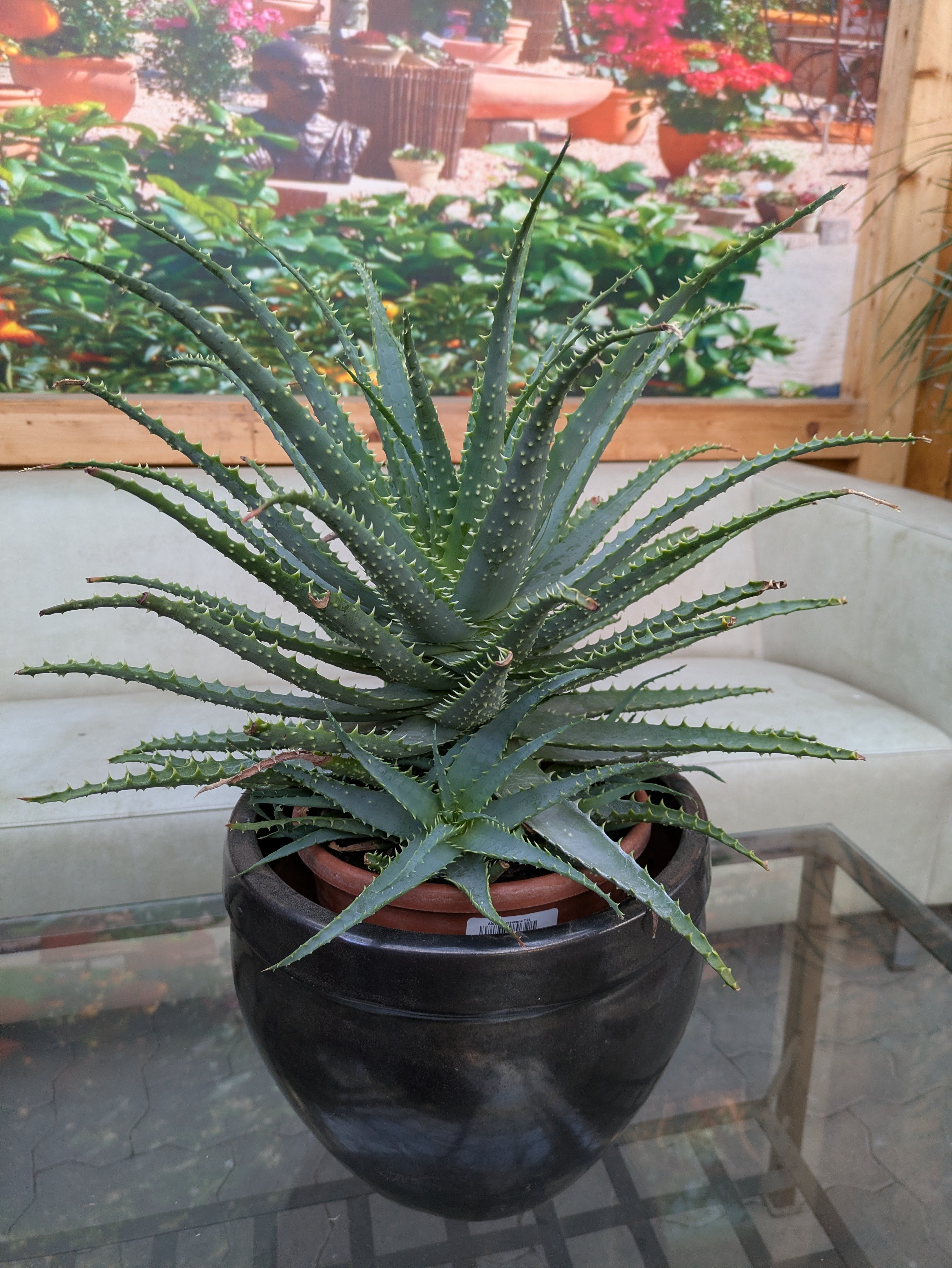 Aloe xxl im schwartzen Übertopf