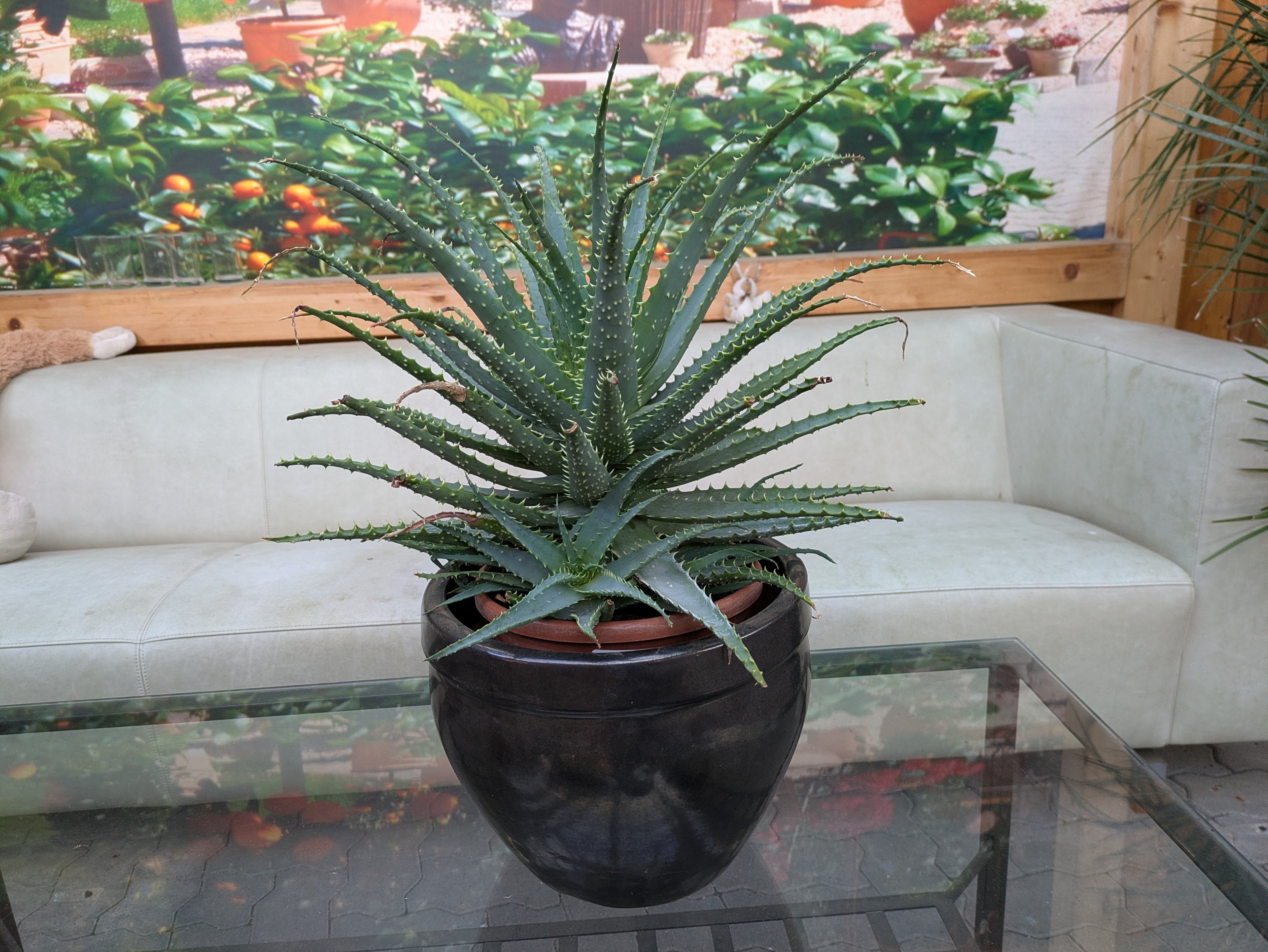 Aloe xxl im schwarten Übertopf