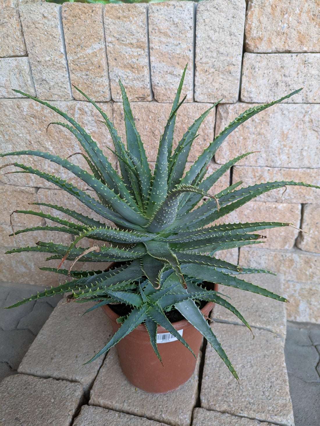 Aloe xxl im Toskanagarten