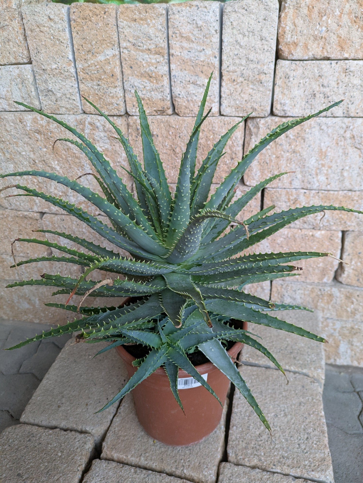 Aloe xxl im Toskanagarten