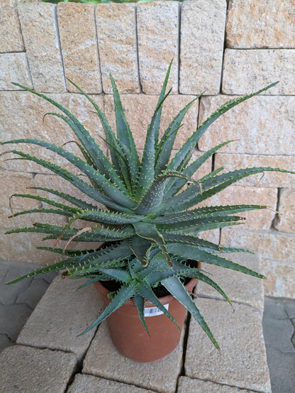 Aloe xxl im Toskanagarten